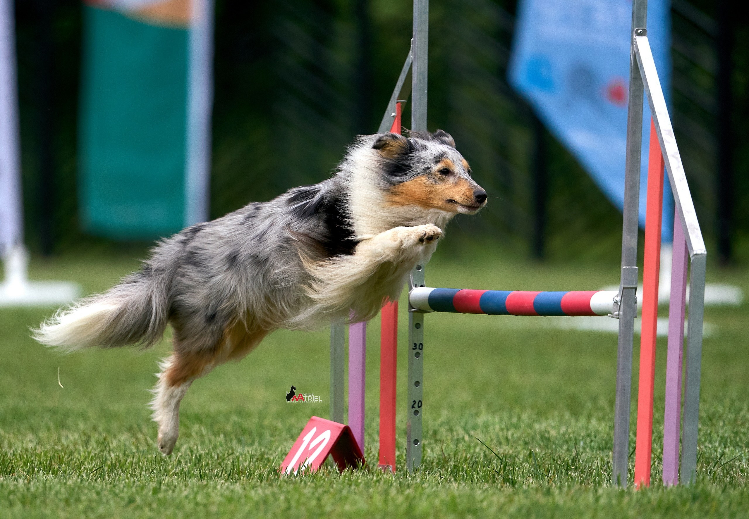 Аджилити — галерея NATRIEL