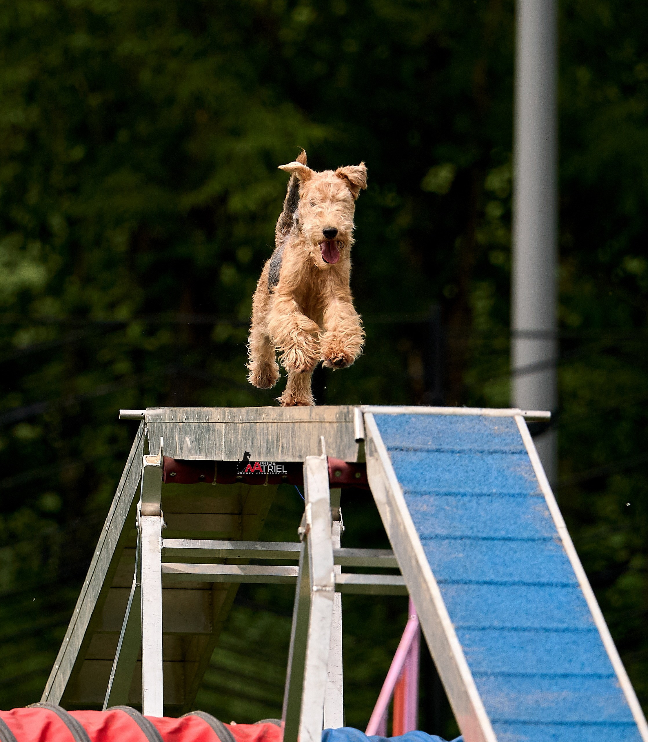 Аджилити — галерея NATRIEL