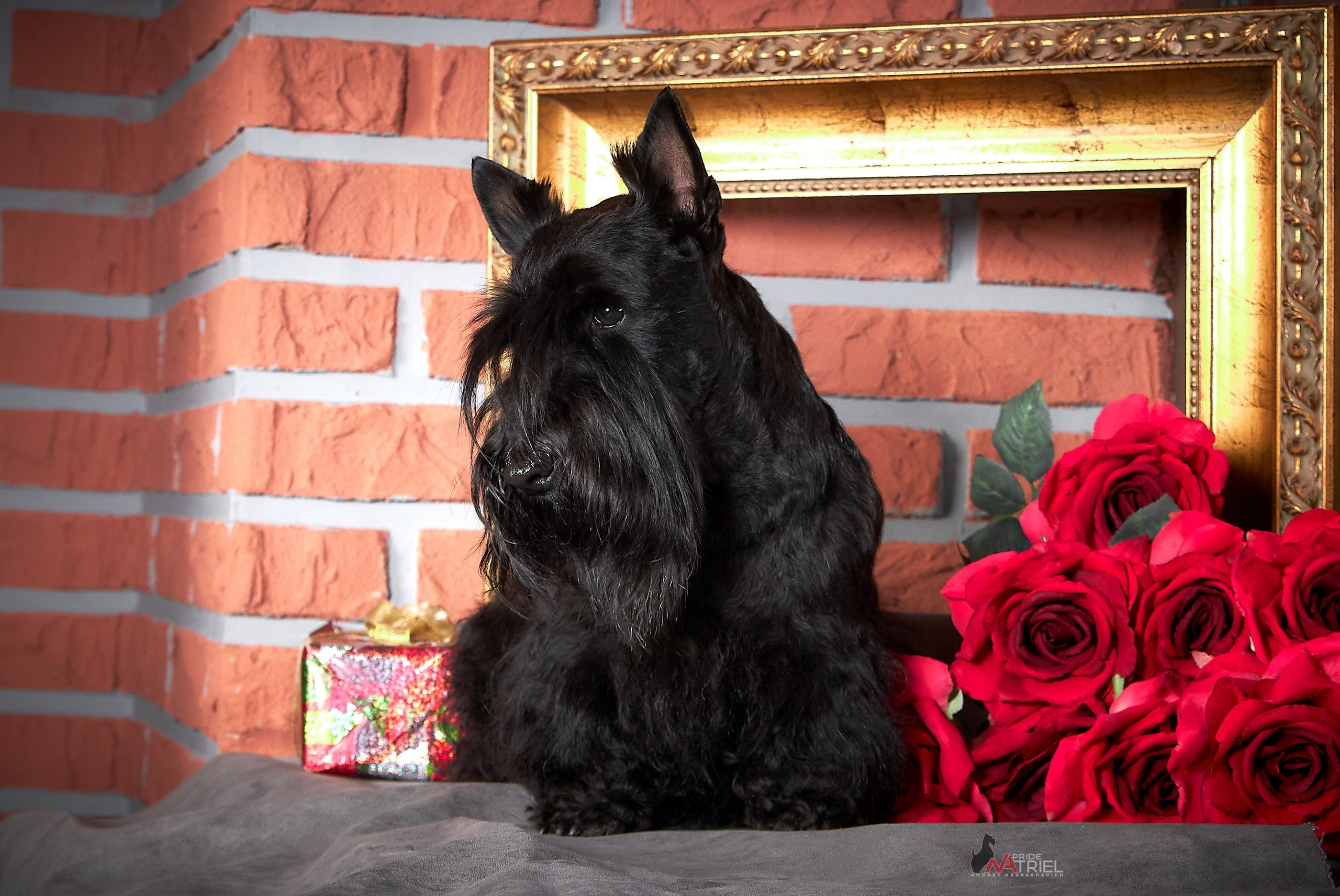 Собаки в студии — галерея NATRIEL