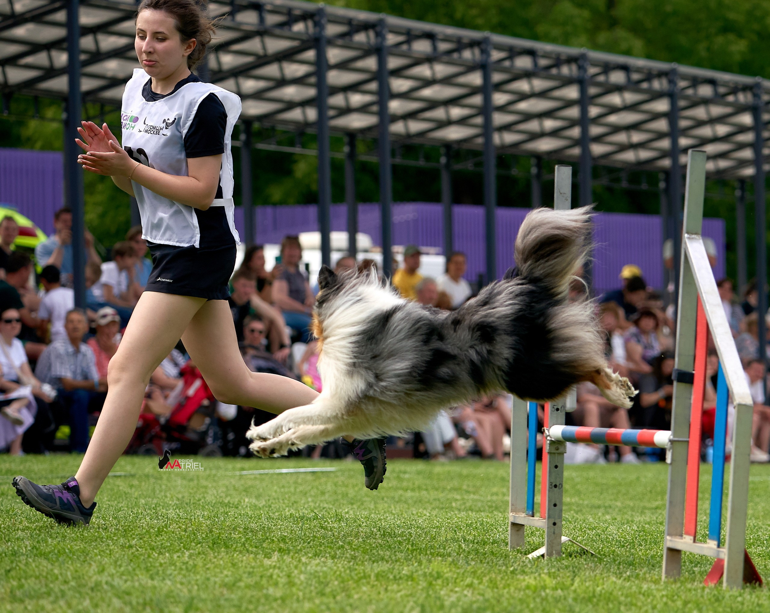 Аджилити — галерея NATRIEL