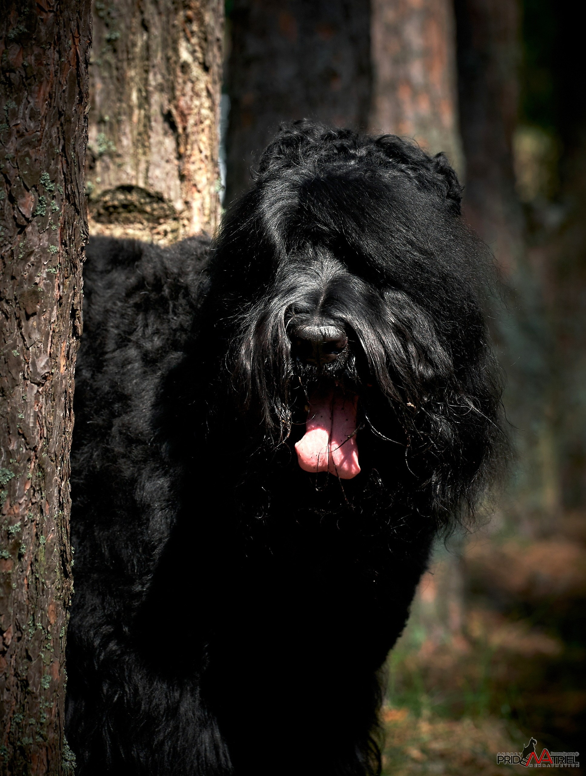 Портреты собак — галерея NATRIEL