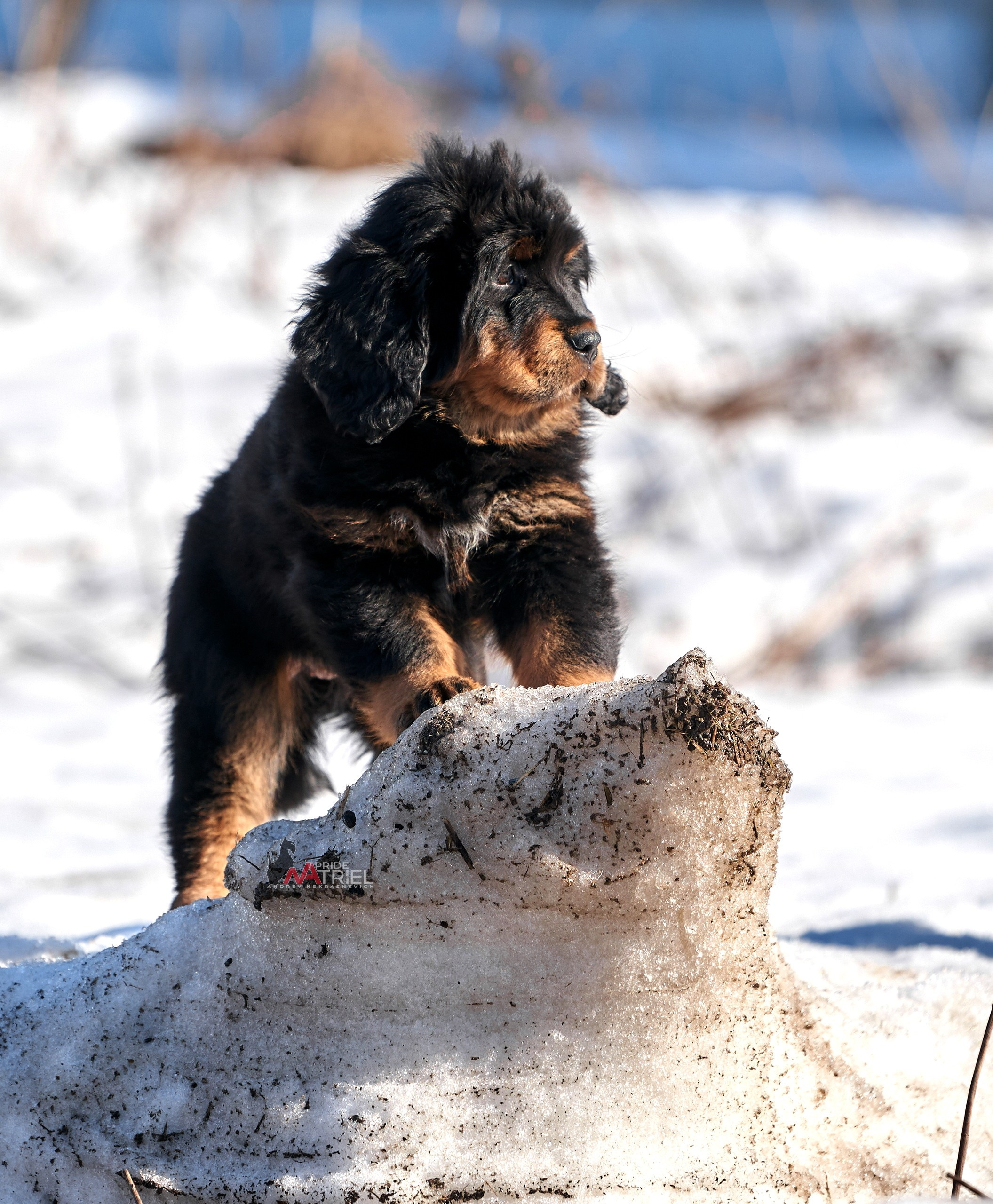 Щенки на прогулке — галерея NATRIEL