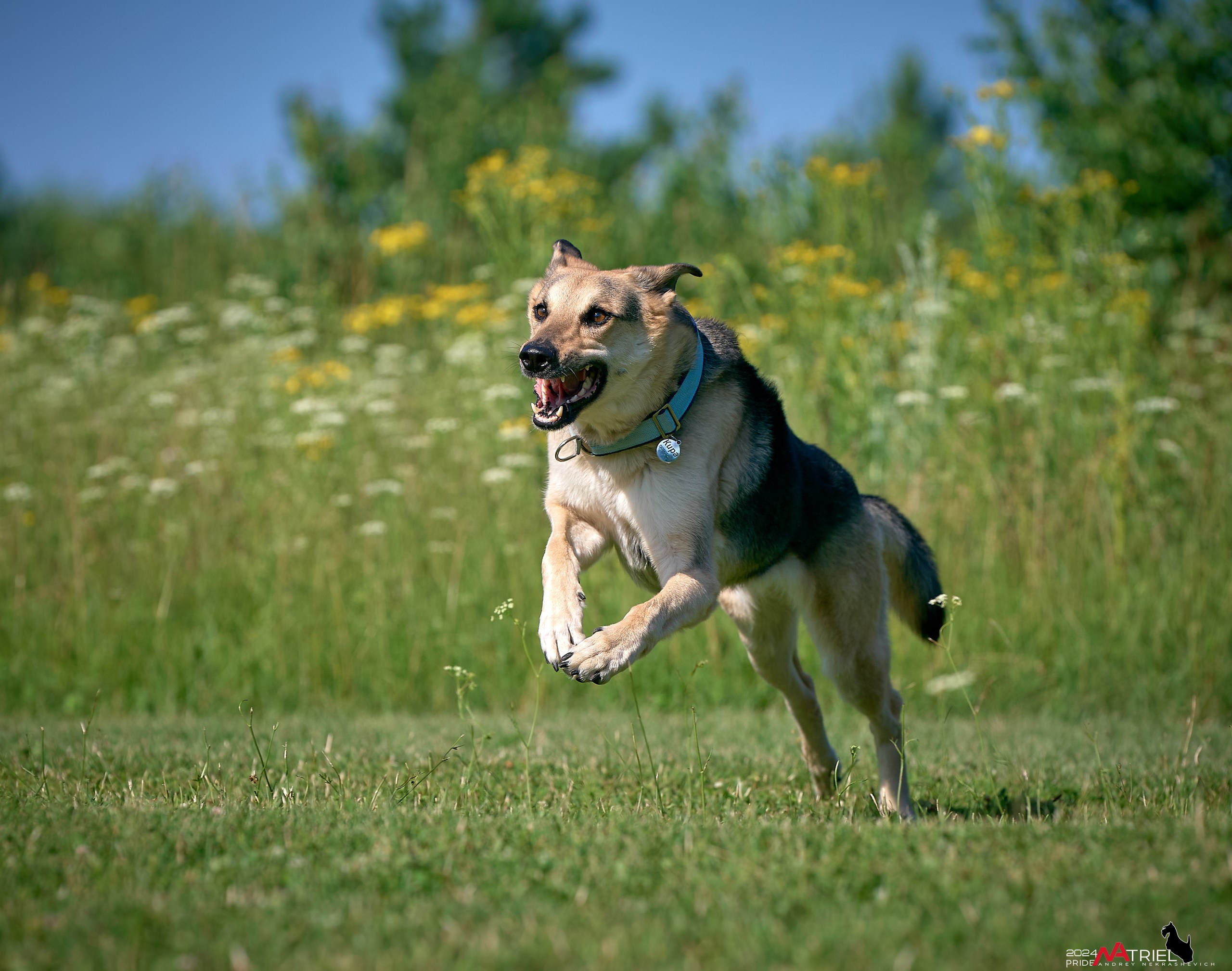 Репортаж из кинологического лагеря