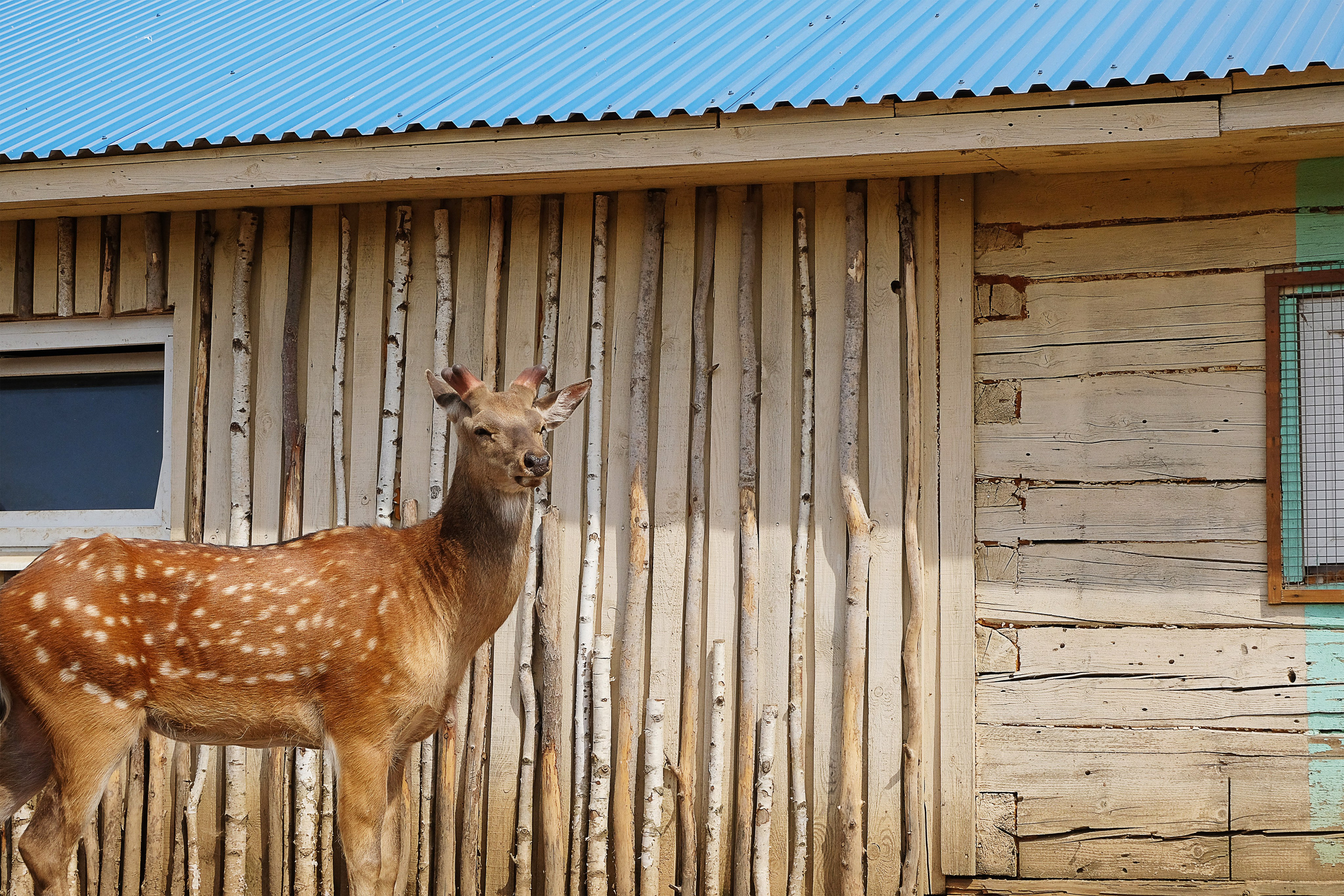 Животные и птицы. KRUTOVA_фотографирую жизнь