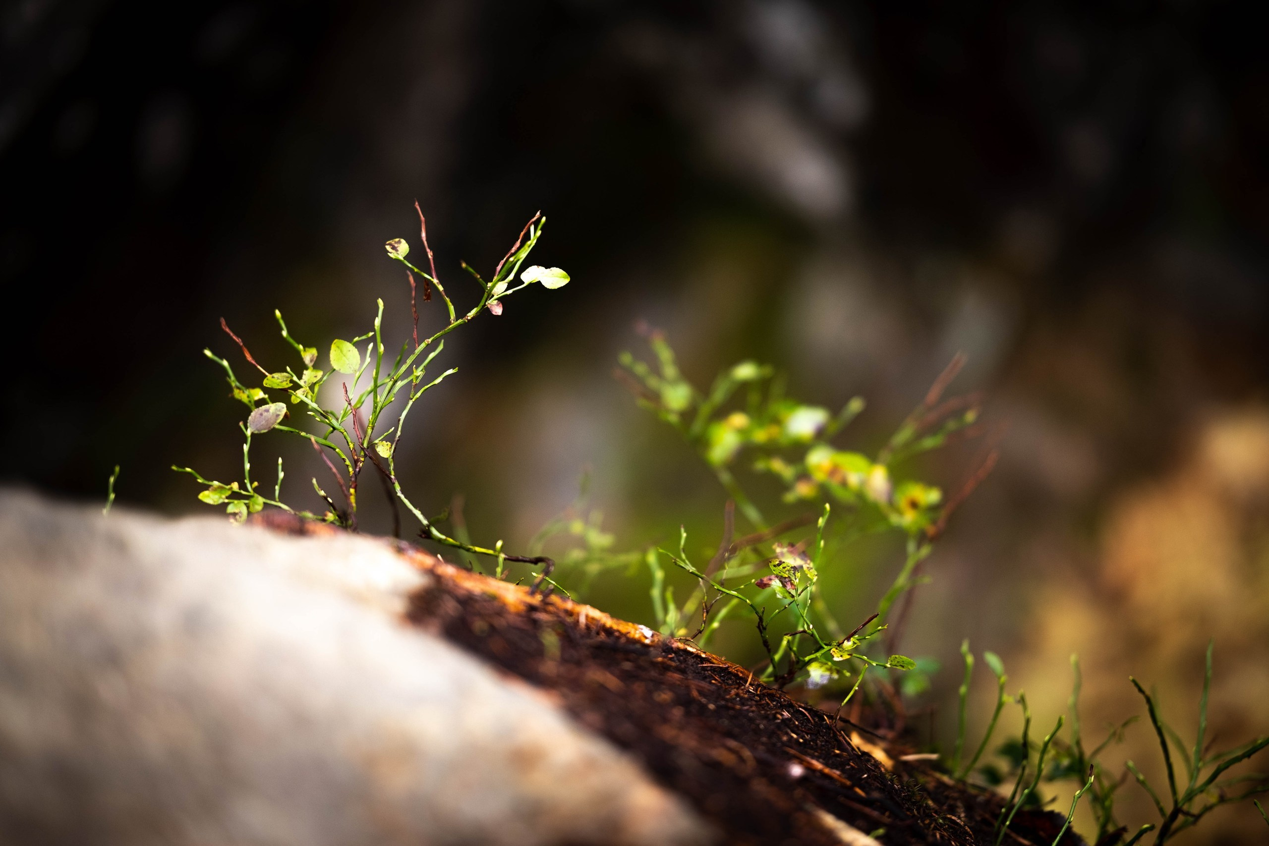 Чем дальше в лес. KRUTOVA_фотографирую жизнь