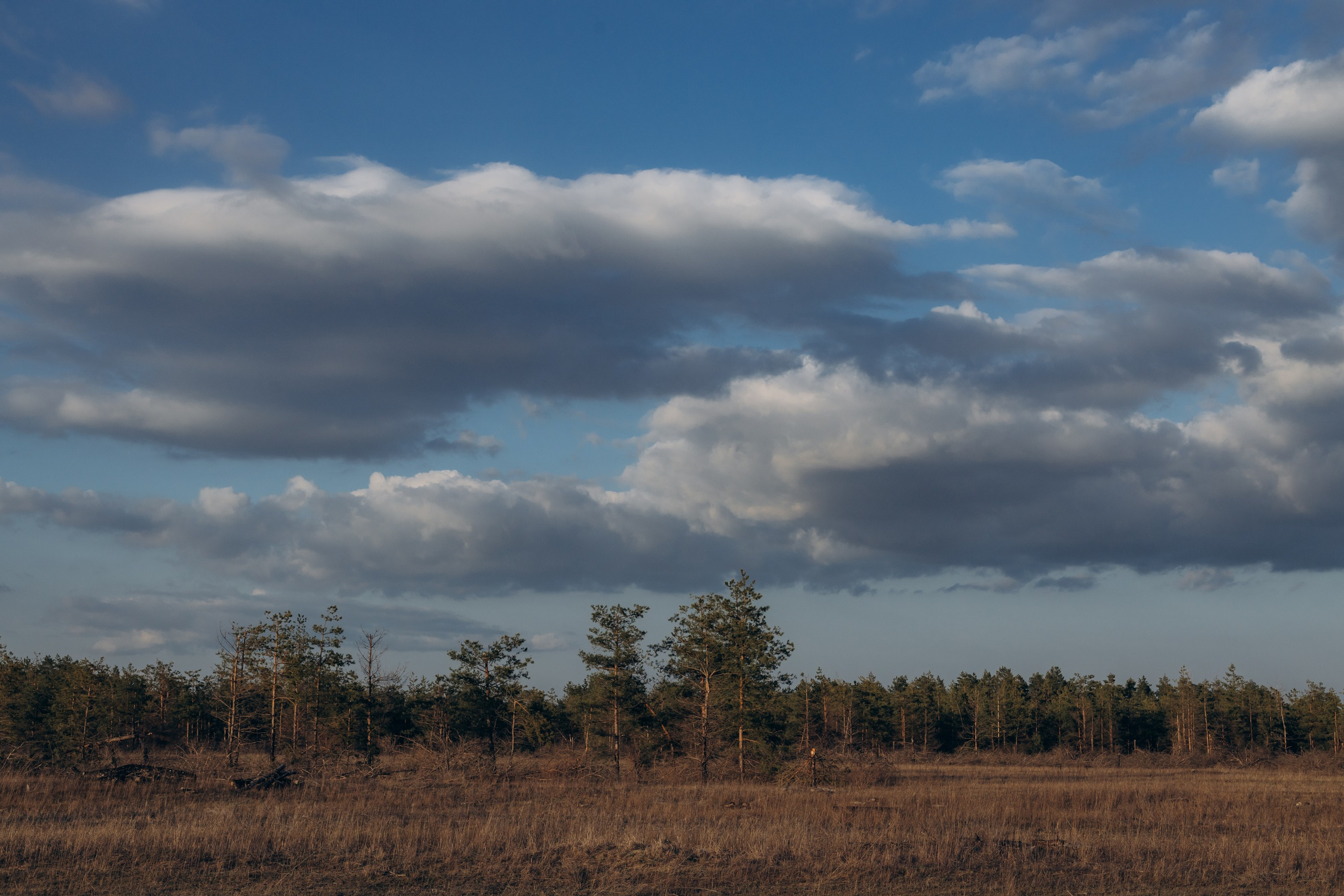 Акция «Лес будущего». Артём Панфилов — Свадебный и семейный фотограф в Ростове-на-Дону