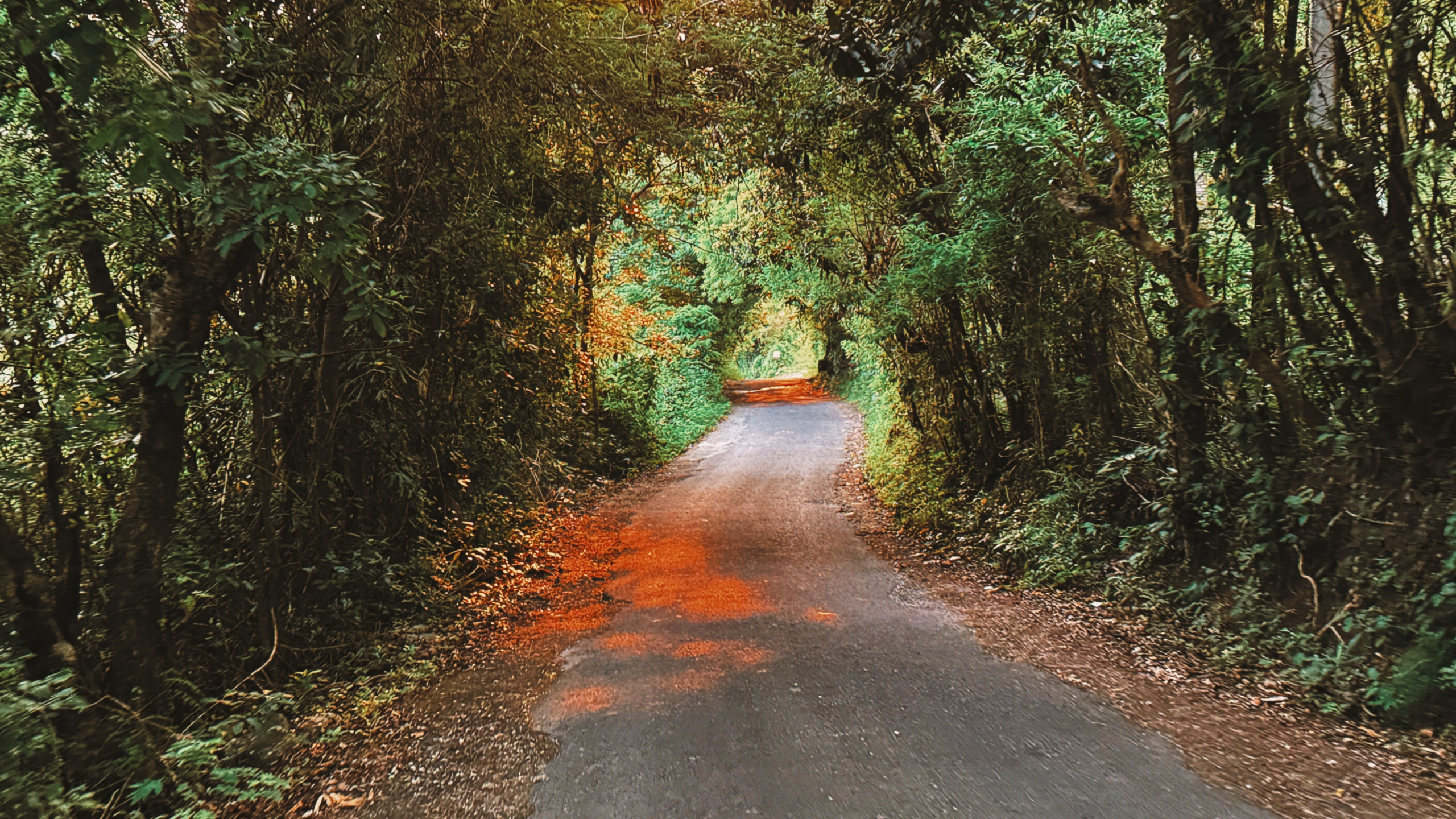 SUN. Виолетта Скрипка