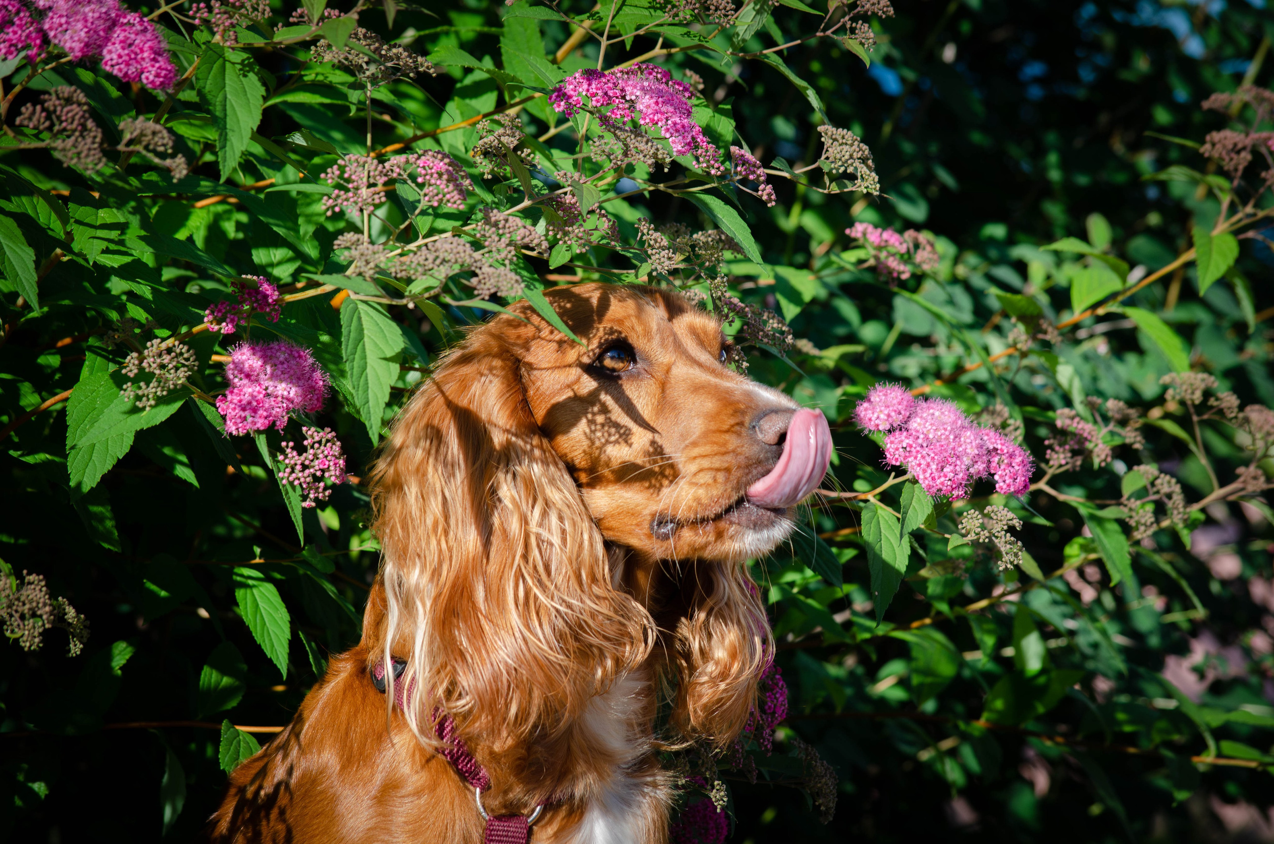 Джесси. Фотограф Светлана Блинова, Москва и Московская область