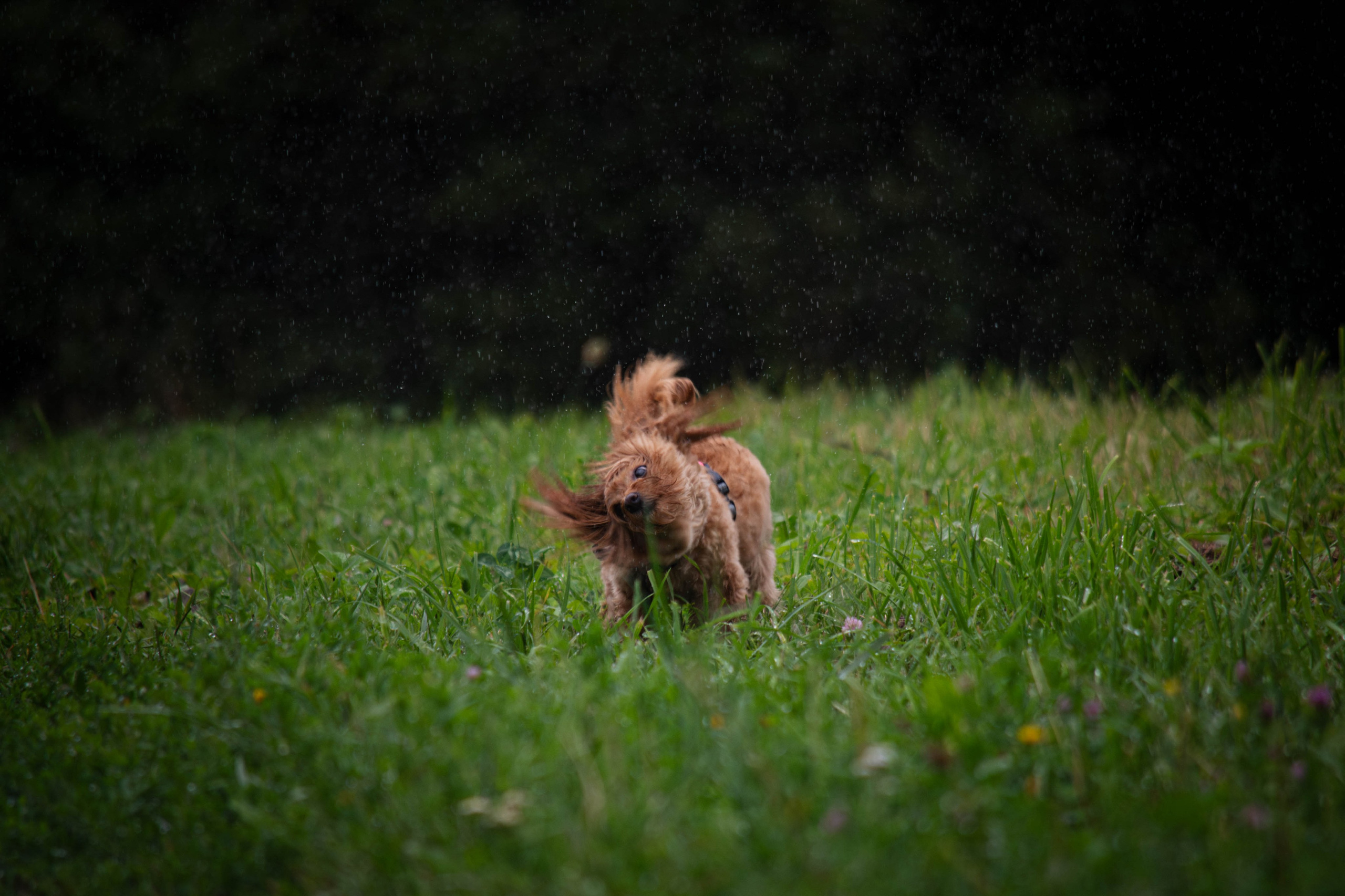 Прогулка в парке Митино. Фотограф Светлана Блинова, Москва и Московская область