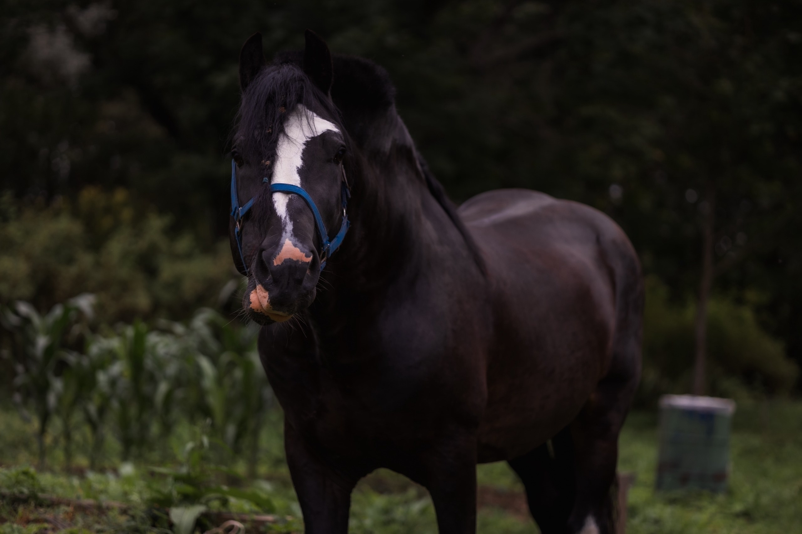 День свадьбы. Фотограф и видеограф Лашманов Павел