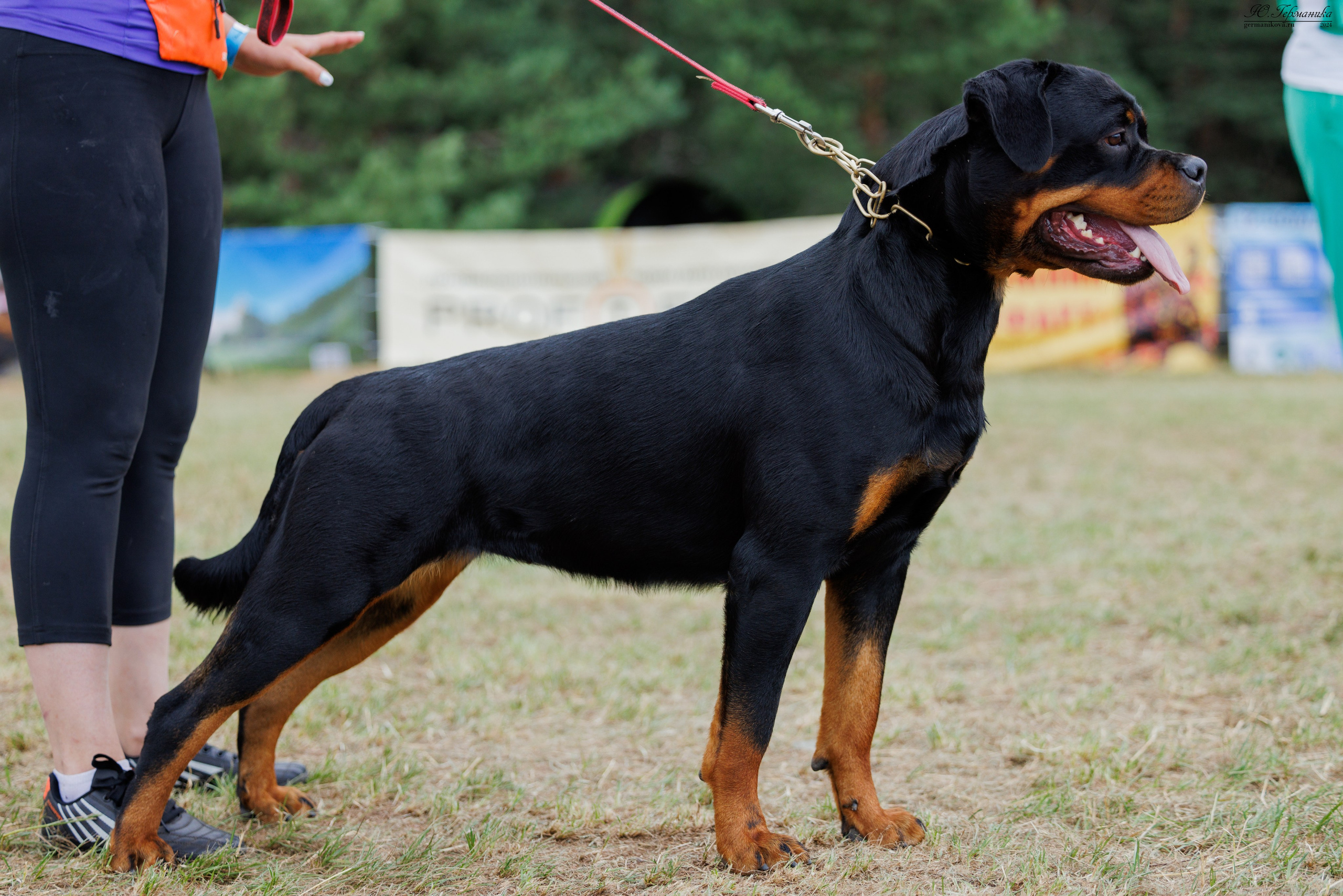 ПК и КЧК ротвейлеры Тверь 6-7.07.2024. Фотограф-анималист Юлия Германика