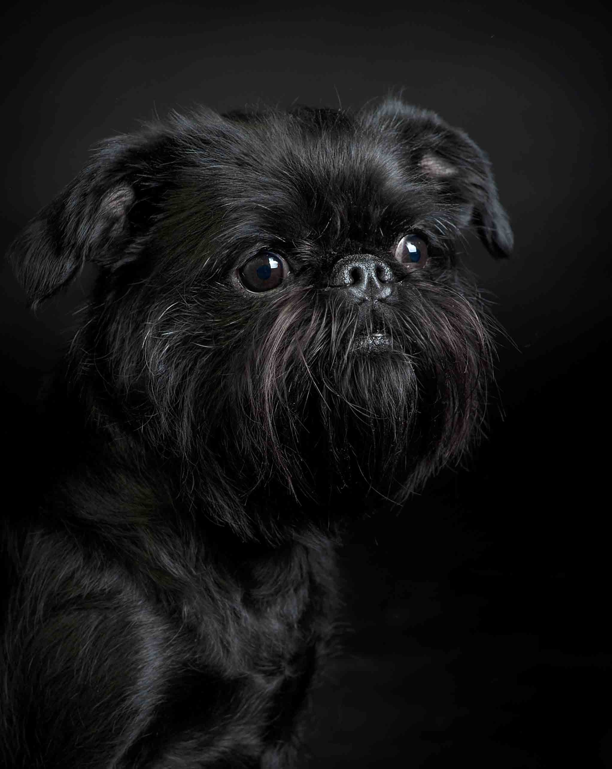 Собаки. Портретная и свадебная фотосъемка. Москва и область