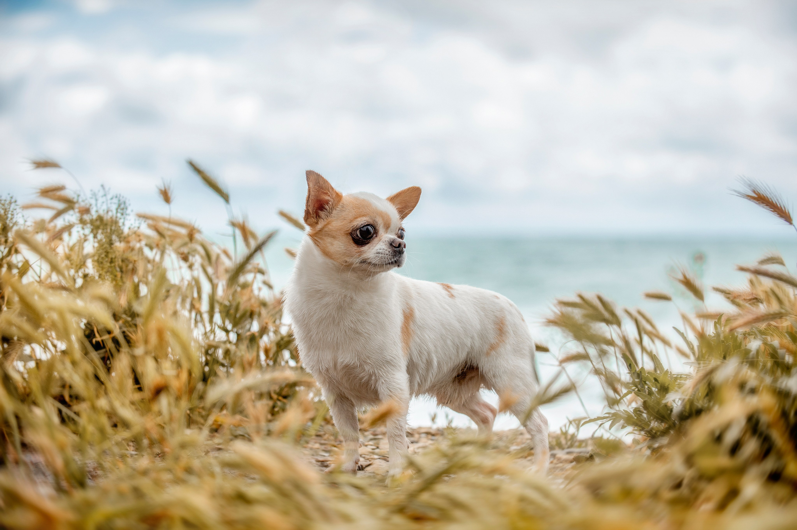 Собаки. Портретная и свадебная фотосъемка. Москва и область