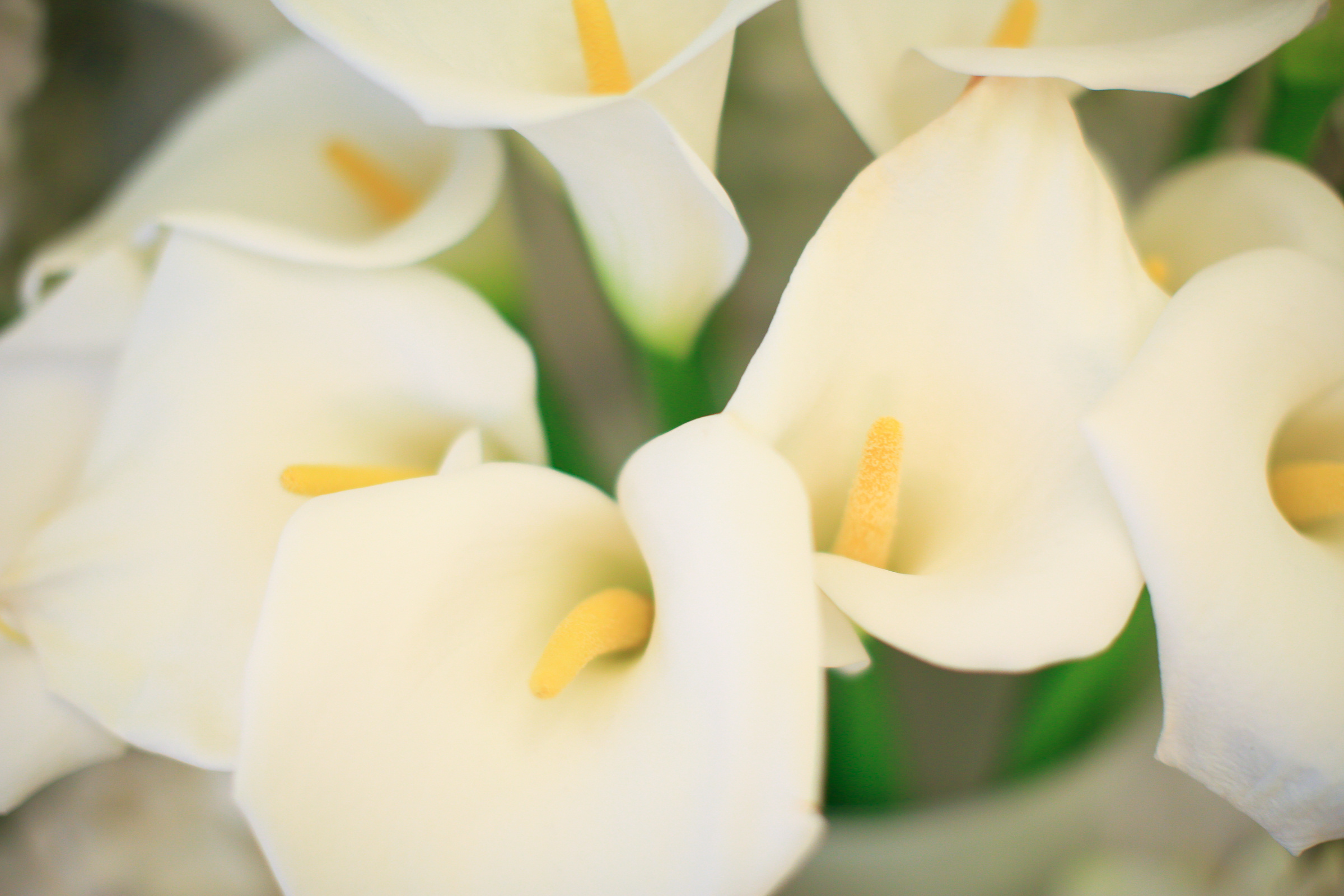 Лера и Сергей. Фотограф Женя Соловец (Женя Мёд)