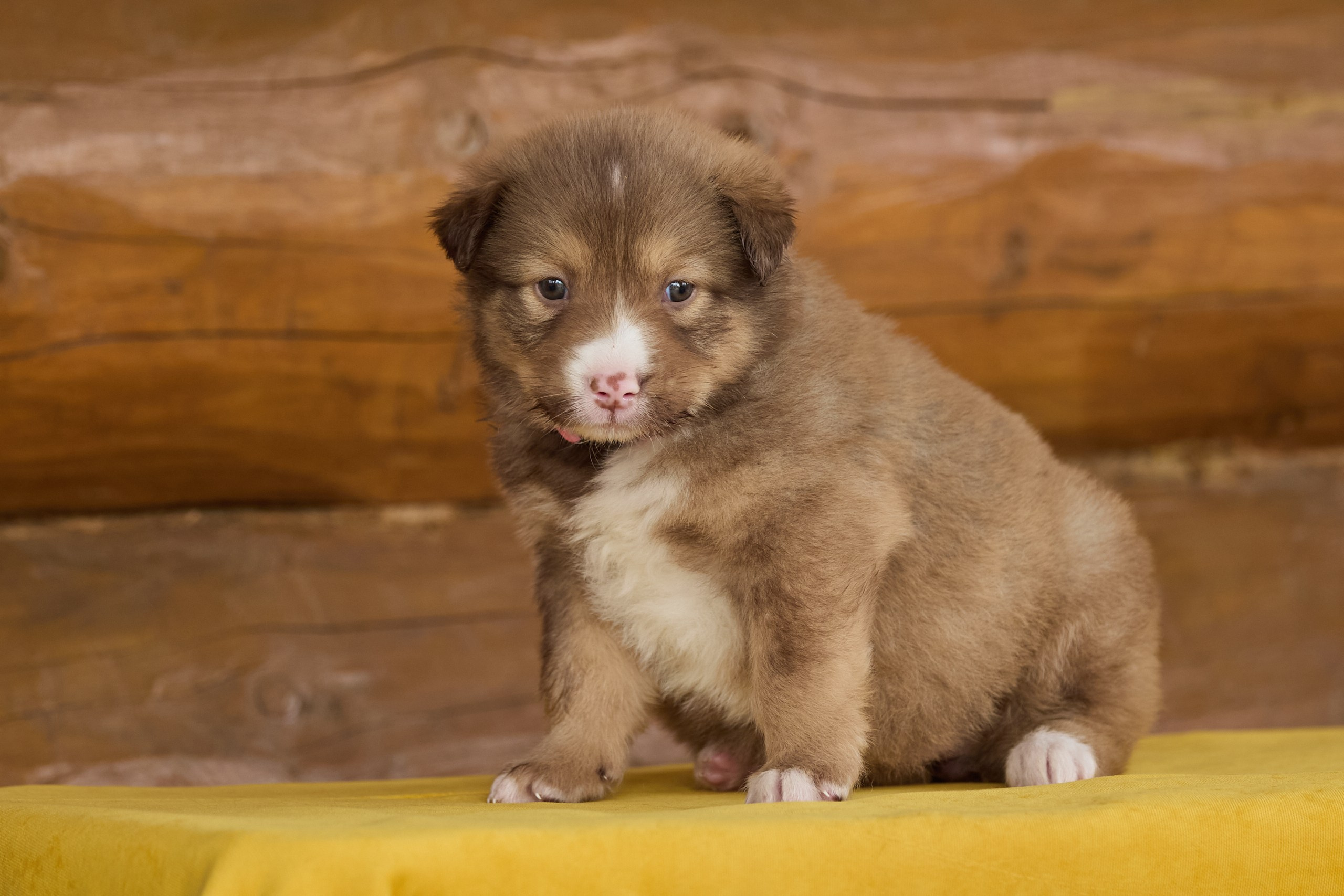 Пиар. Фотограф Ирина Астор
