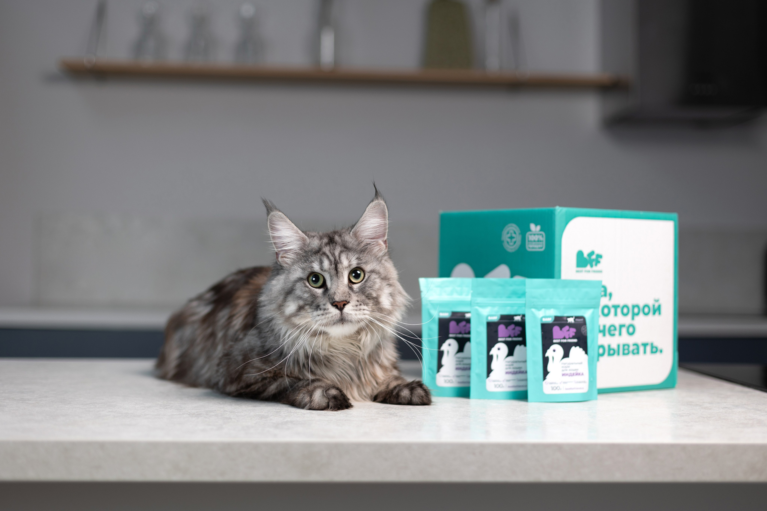 Best for friend (BFF). Фотограф анималист Кристина Карпова, Москва