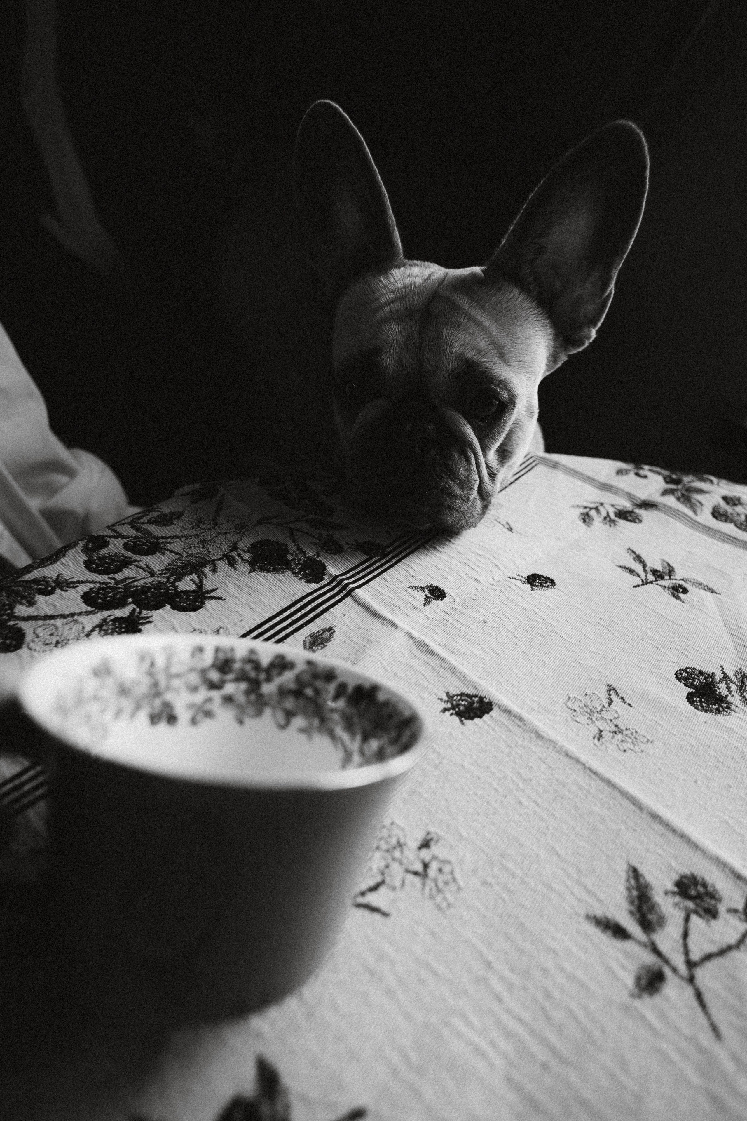 Юля, Мия и Зек