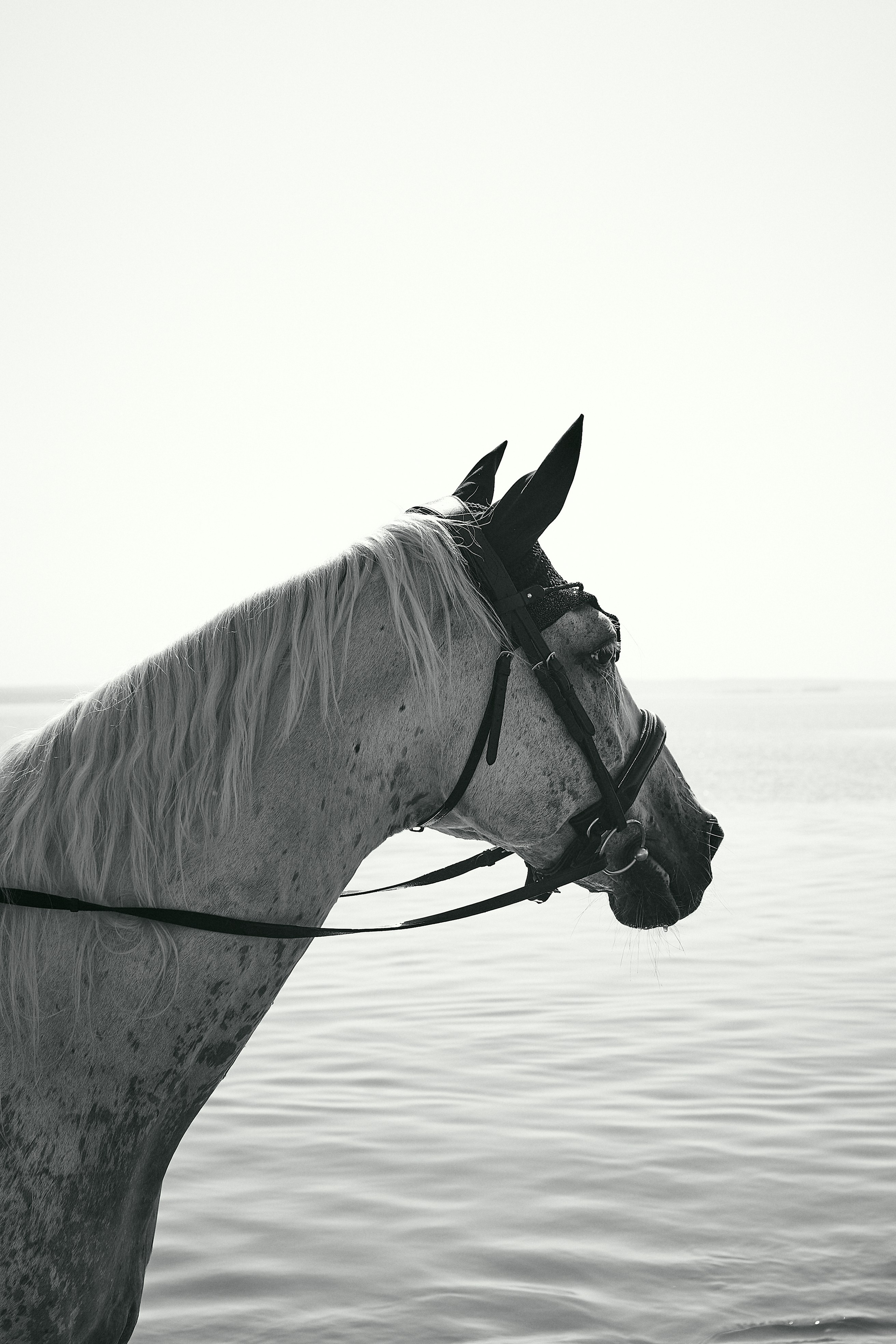 Horse Ear Bonnets. Фотосессии с лошадьми в Москве, Новосибирске
