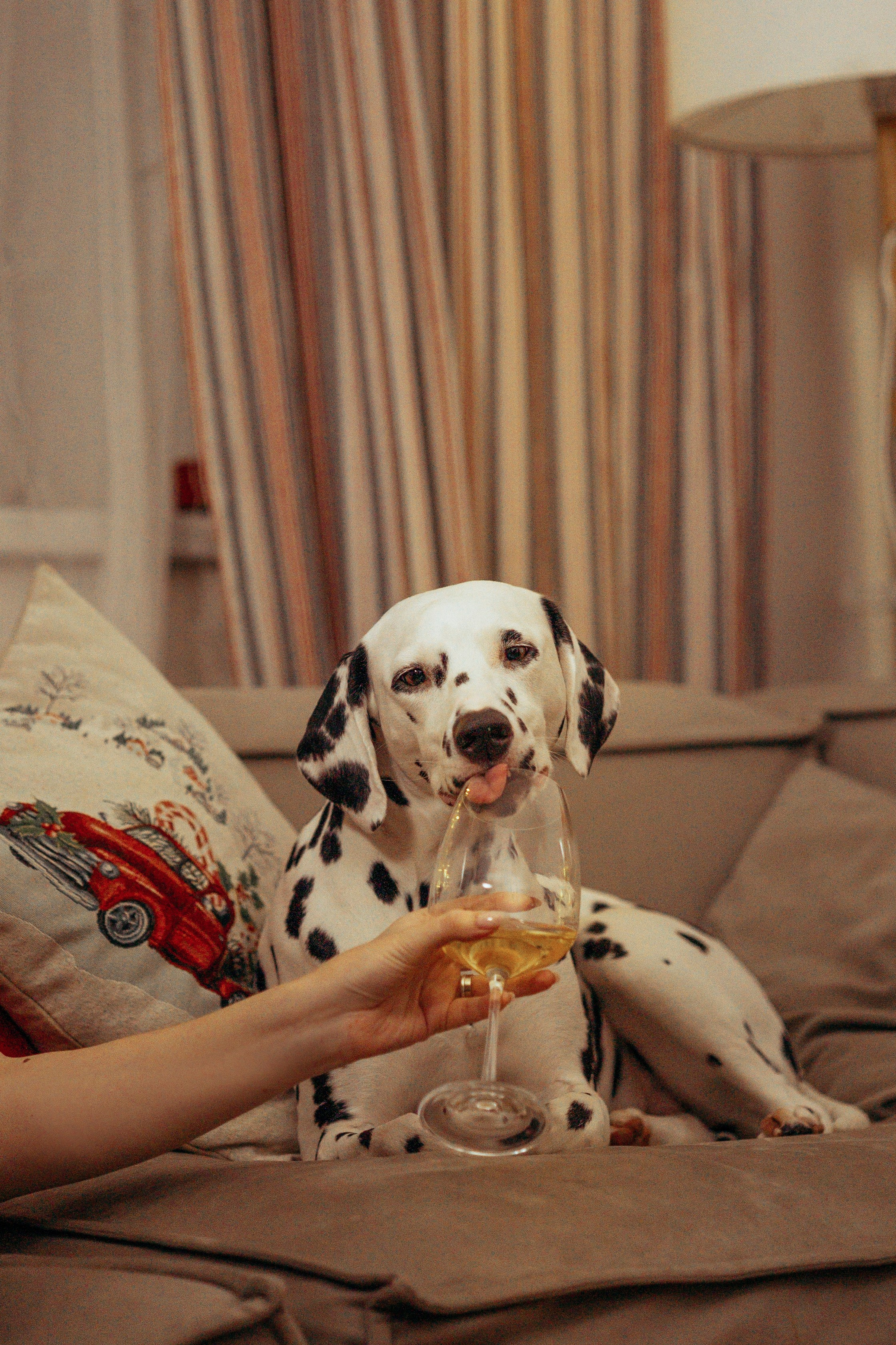 Новогодняя съемка с собакой. Анастасия Белаш