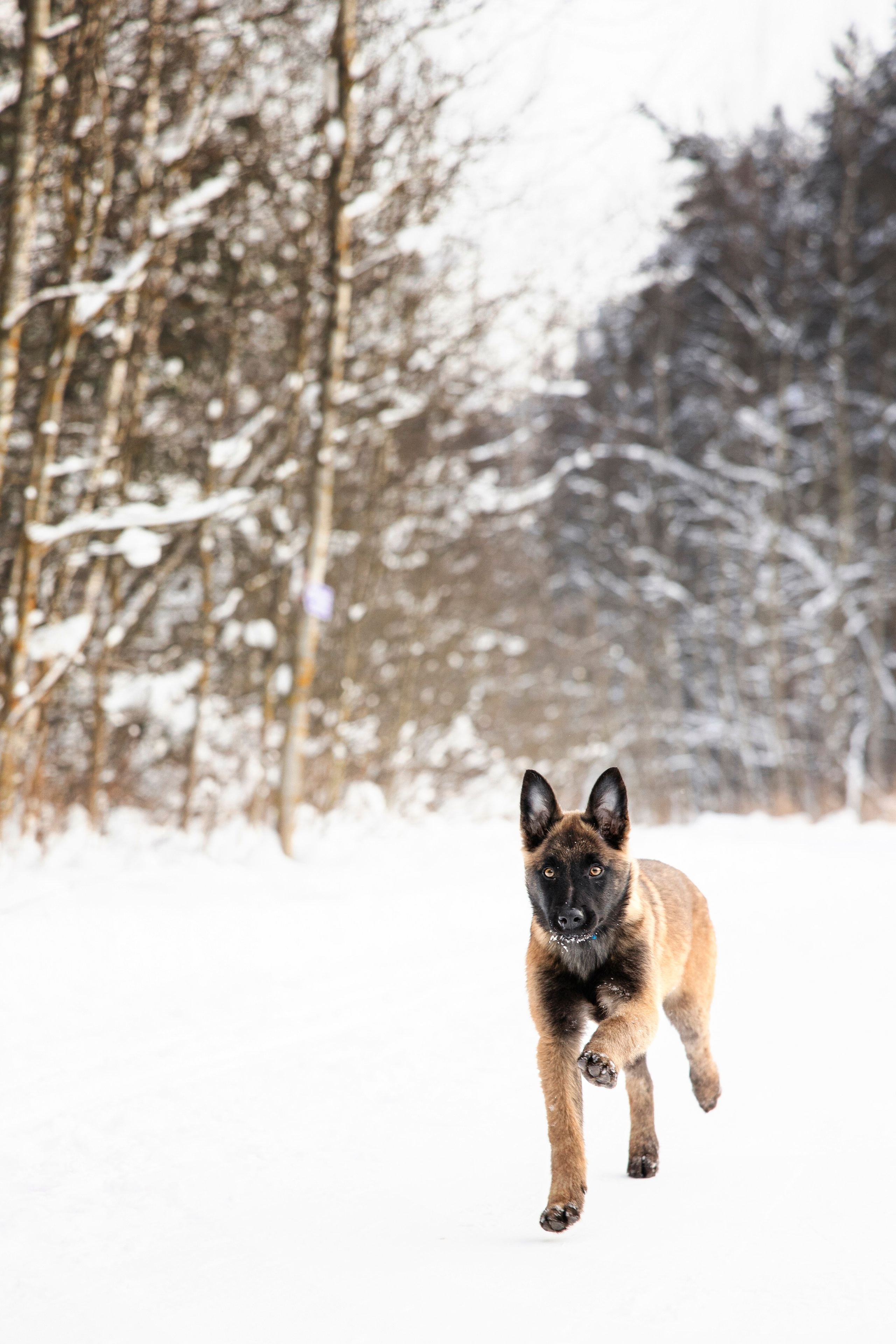 Бэлла и Панда. Анастасия Белаш