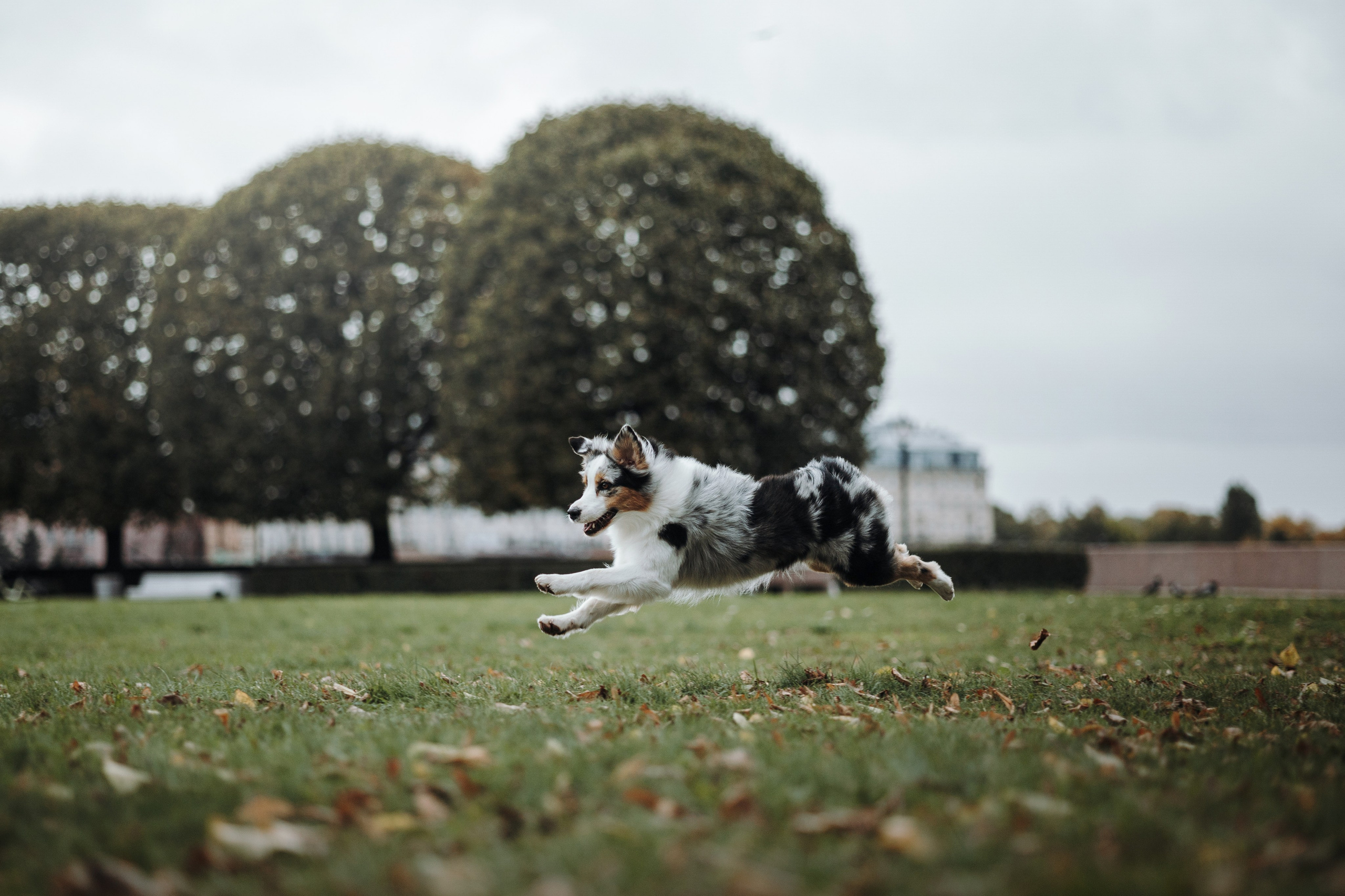 Ирина и Кайса. Фотограф — Анималист | Санкт-Петербург