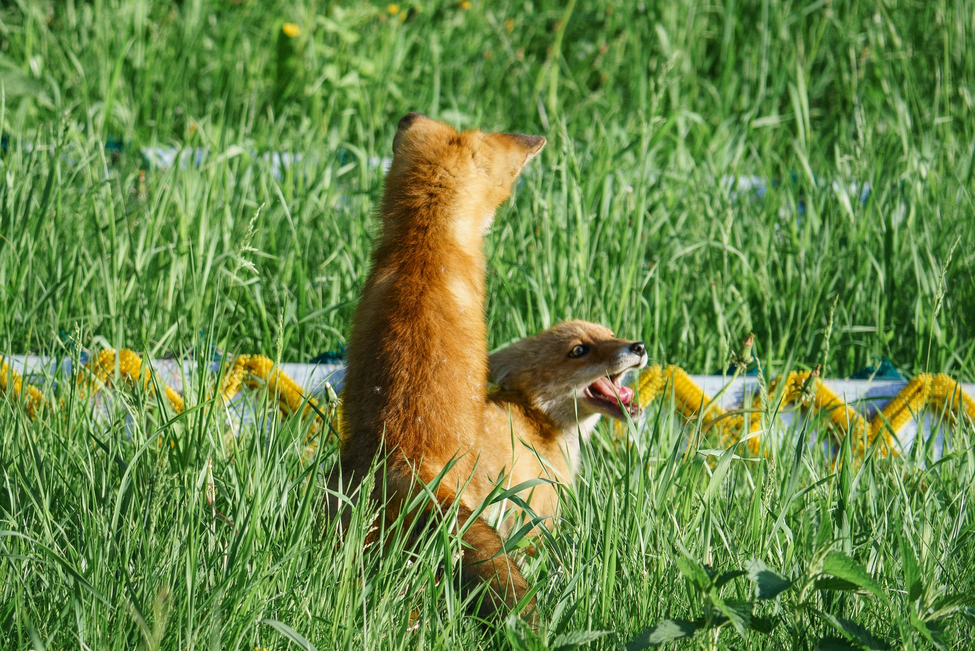 Животные. Ваш личный фотограф Марина Волкова