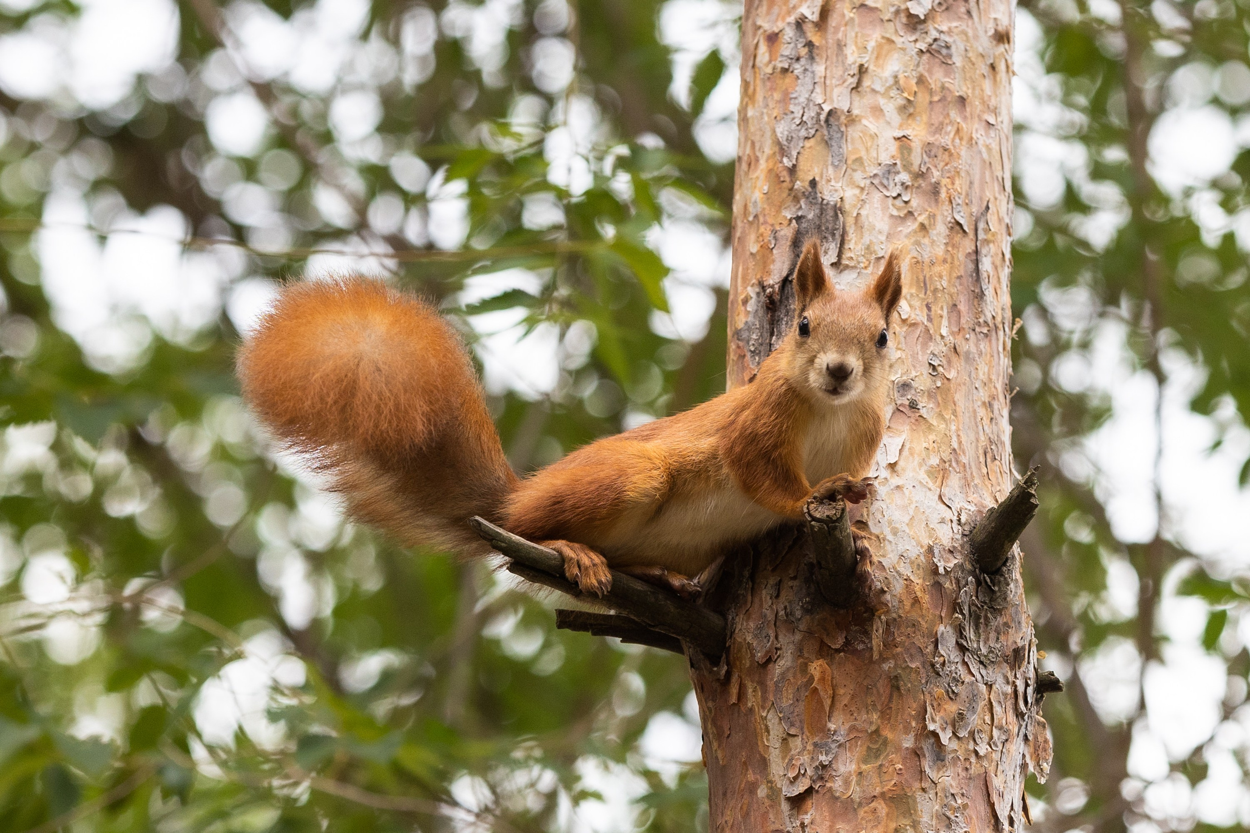 Животные. Фотограф Владимир Охрименко