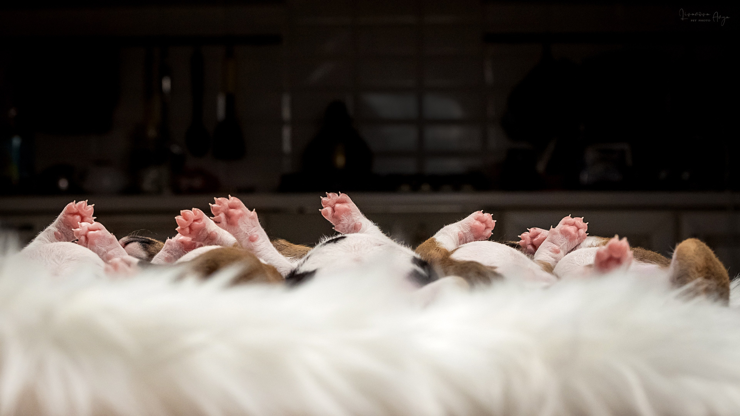 Басеньки. Фотограф анималист Аня Ливанова | Рыбинск