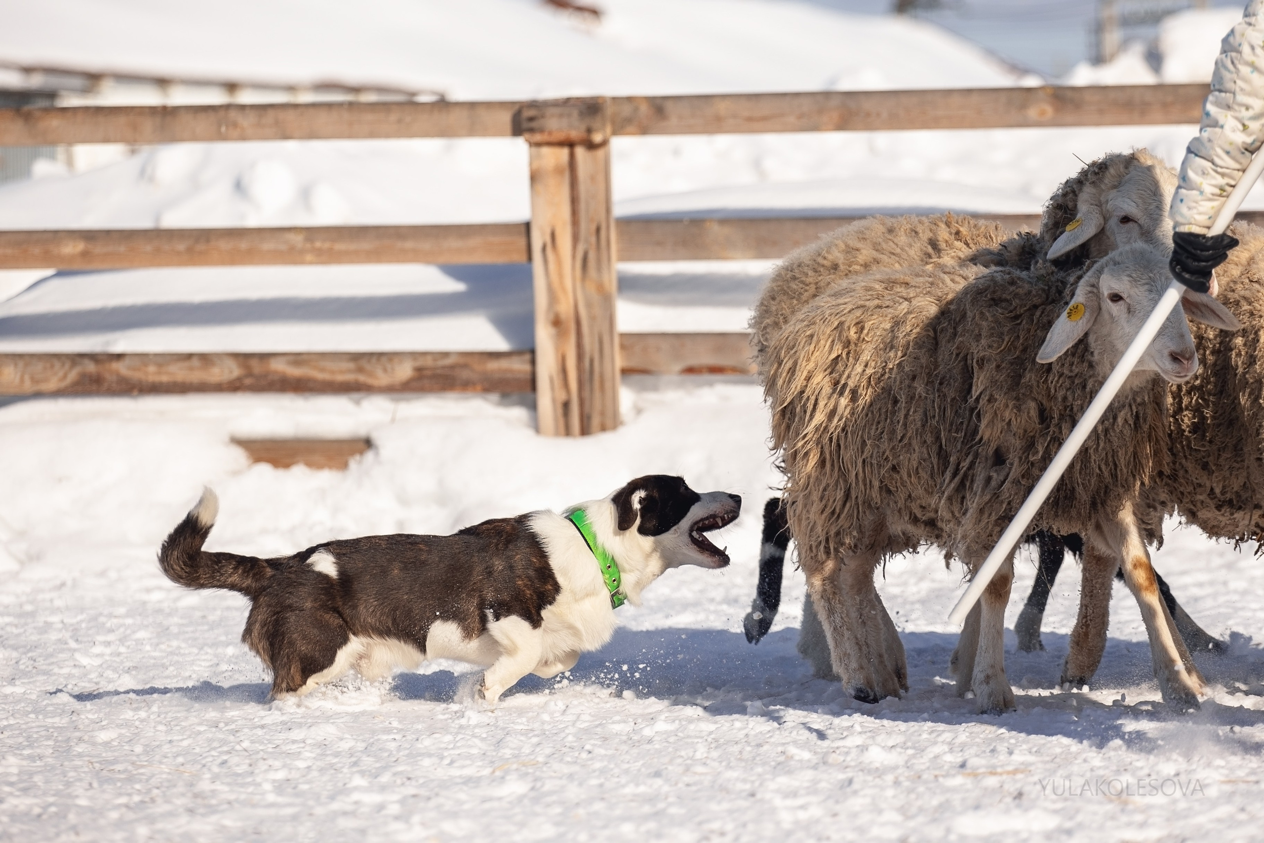 Коргитуса 2.03.2024. YULA KOLESOVA | Фотограф — Анималист | Художник | Тюмень
