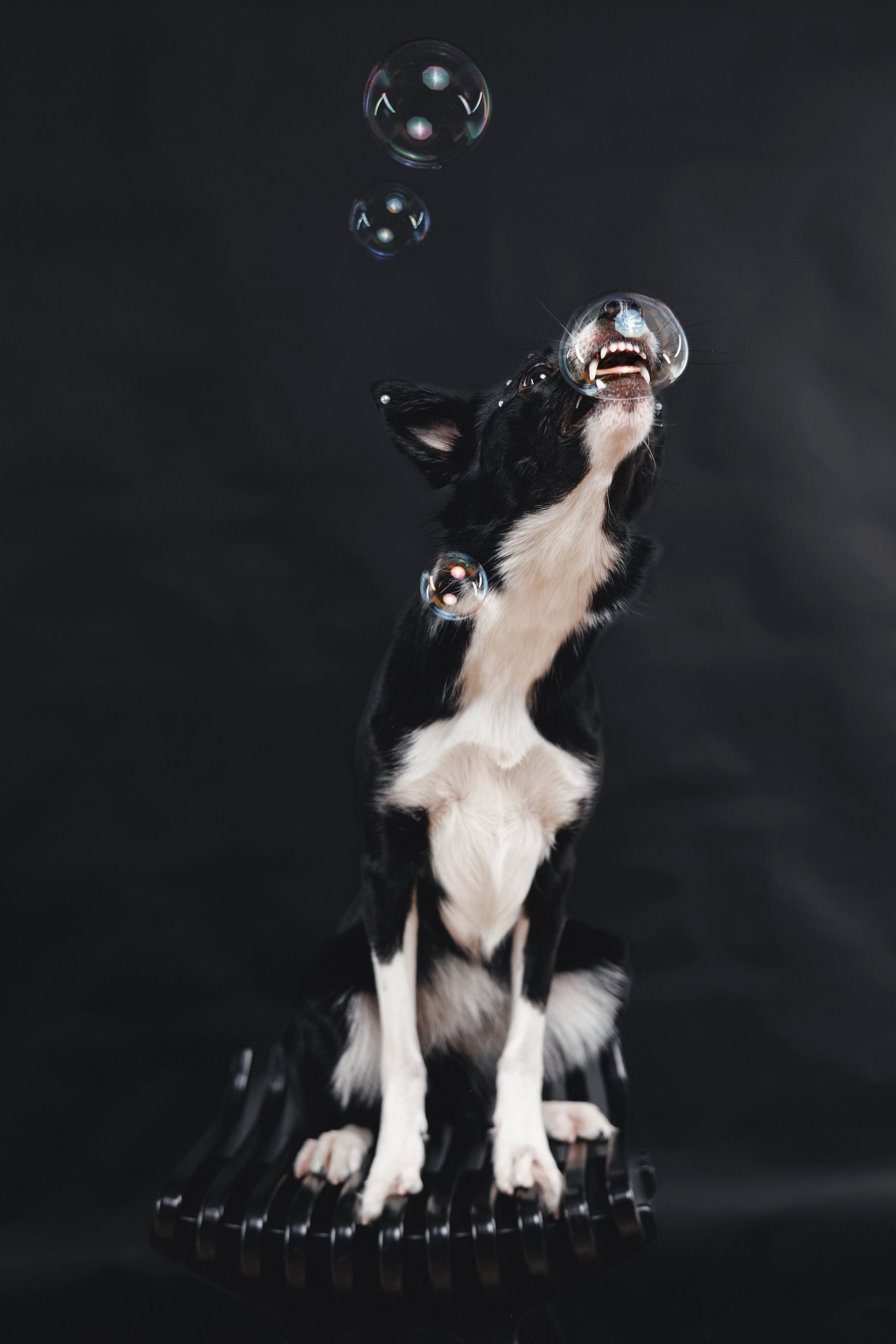 Рей в студии. Фотограф — анималист Владивосток, Алина