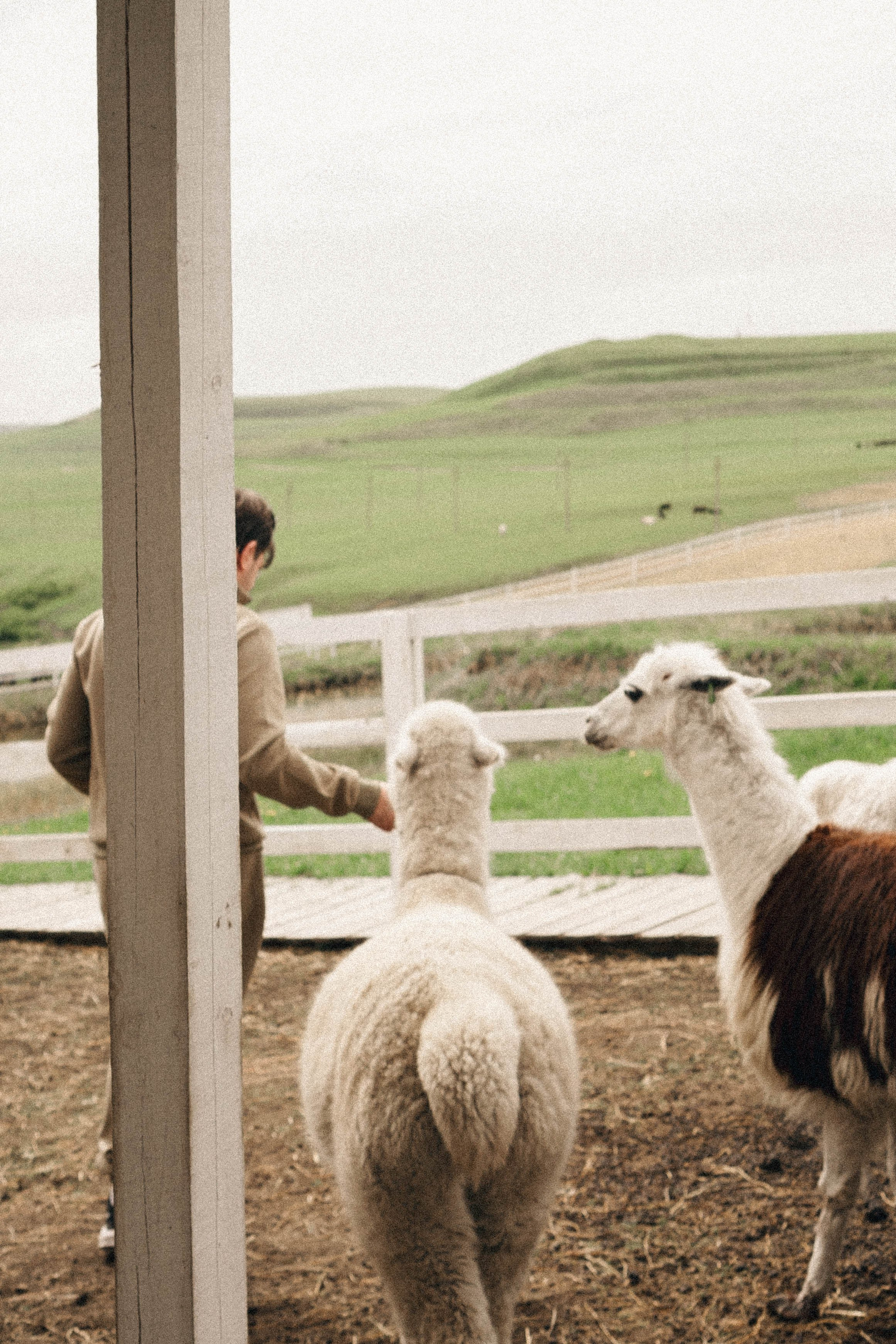 Ферма Альпак. Профессиональный фотограф, Санкт-Петербург — Виктория Богомолова
