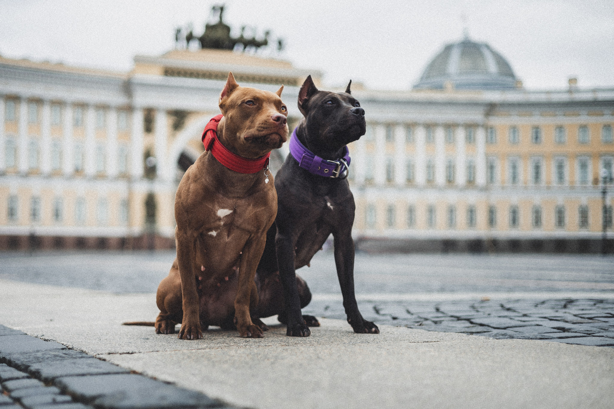 Фотопрогулки. Фотограф для людей и их питомцев Вика Шальнева