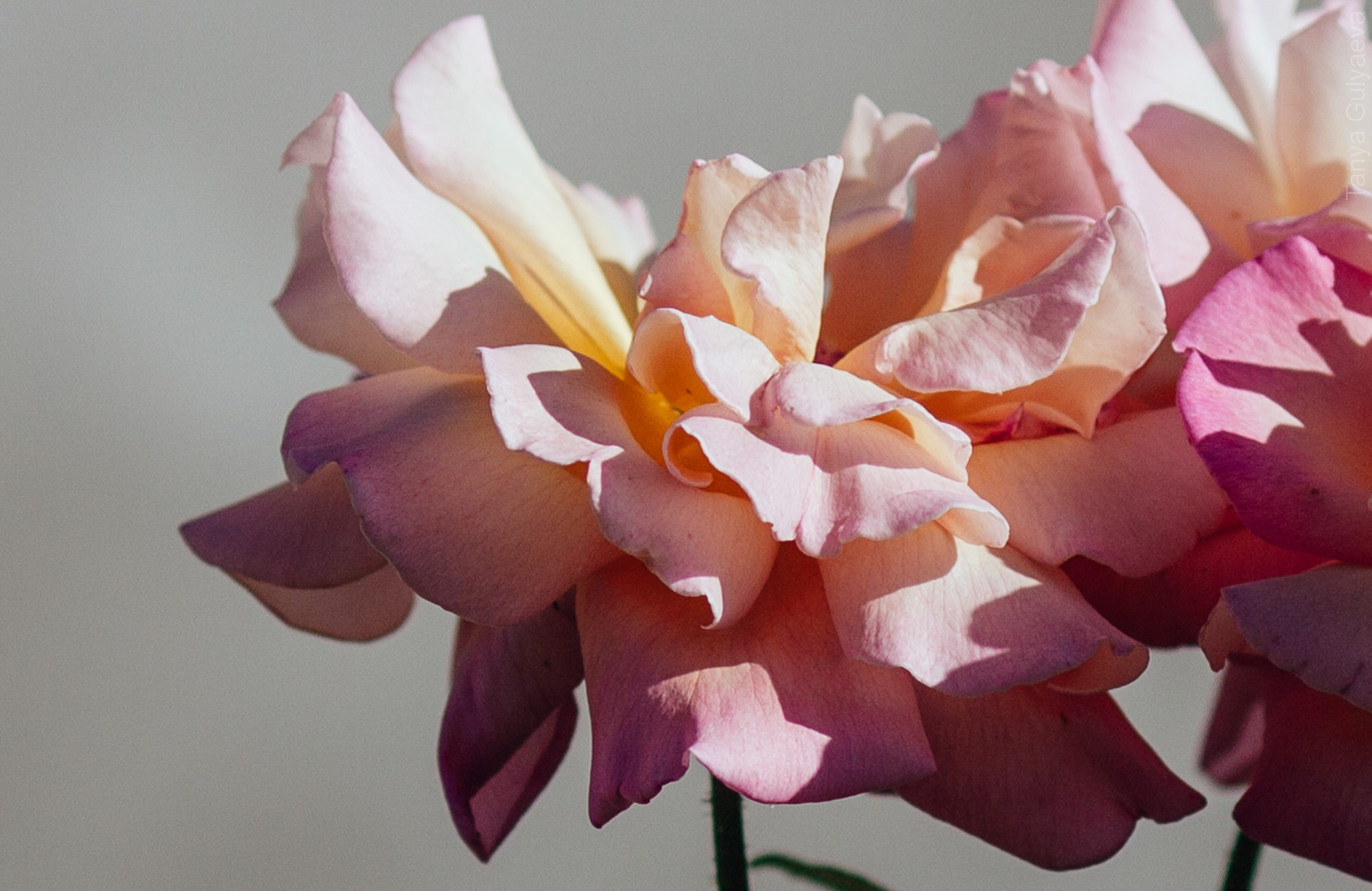 Фрагменты. Фотограф в Петербурге Татьяна Гуляева