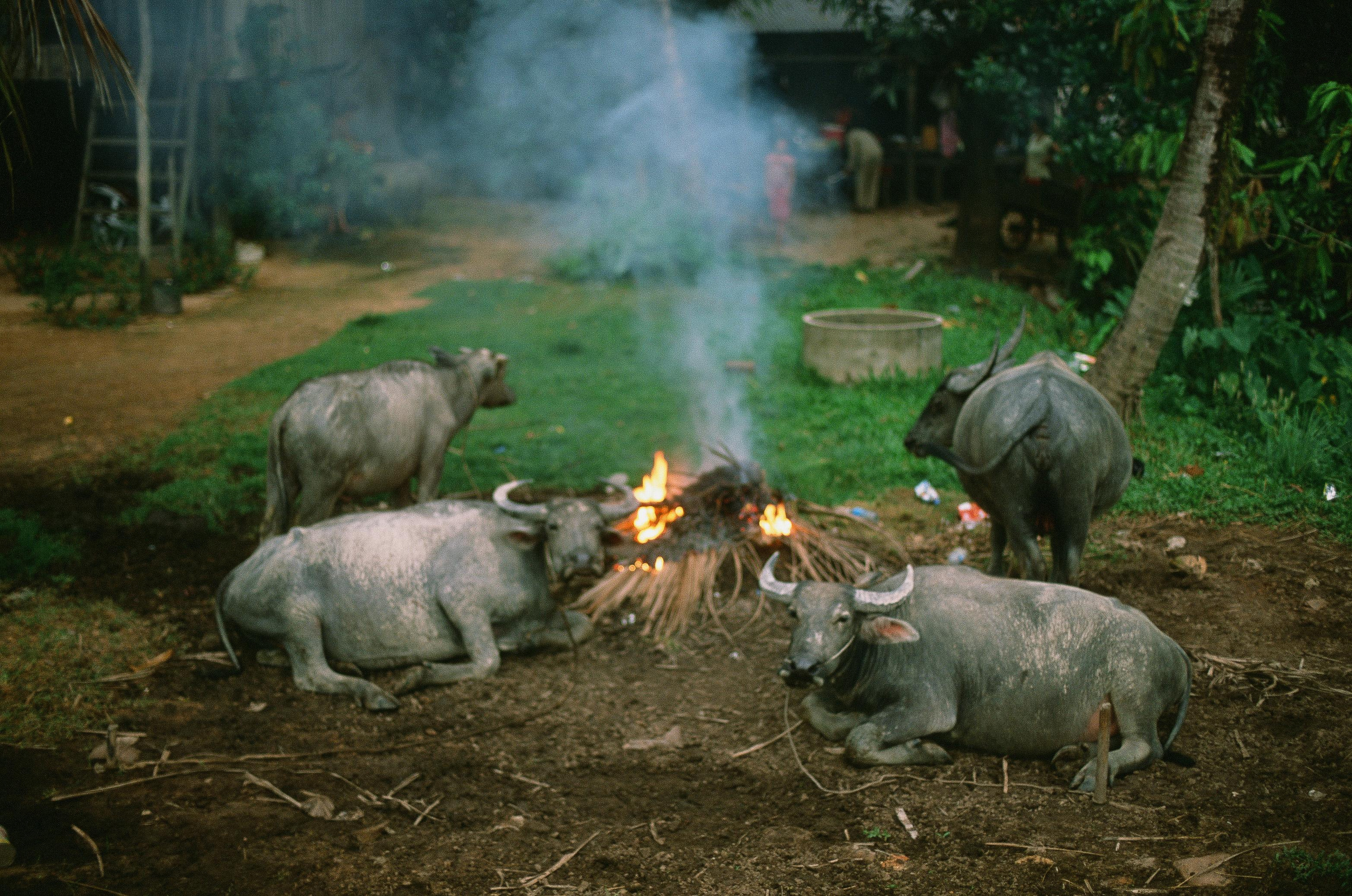 Камбоджа. Фотограф в Петербурге Татьяна Гуляева