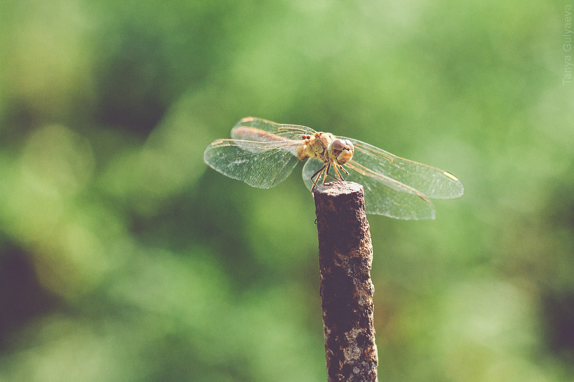 Фрагменты. Фотограф в Петербурге Татьяна Гуляева