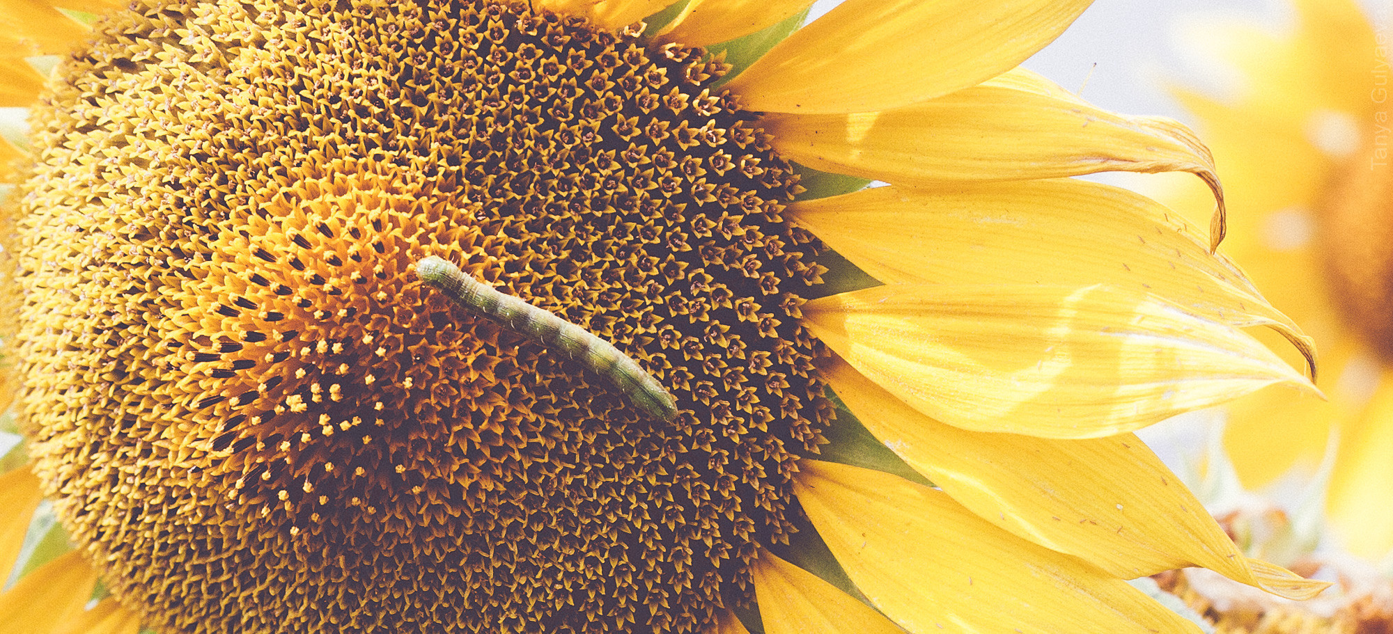 Фрагменты. Фотограф в Петербурге Татьяна Гуляева