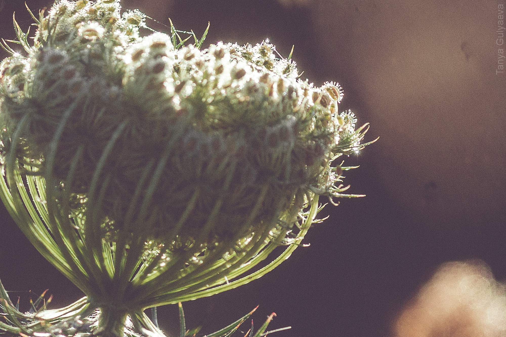 Фрагменты. Фотограф в Петербурге Татьяна Гуляева