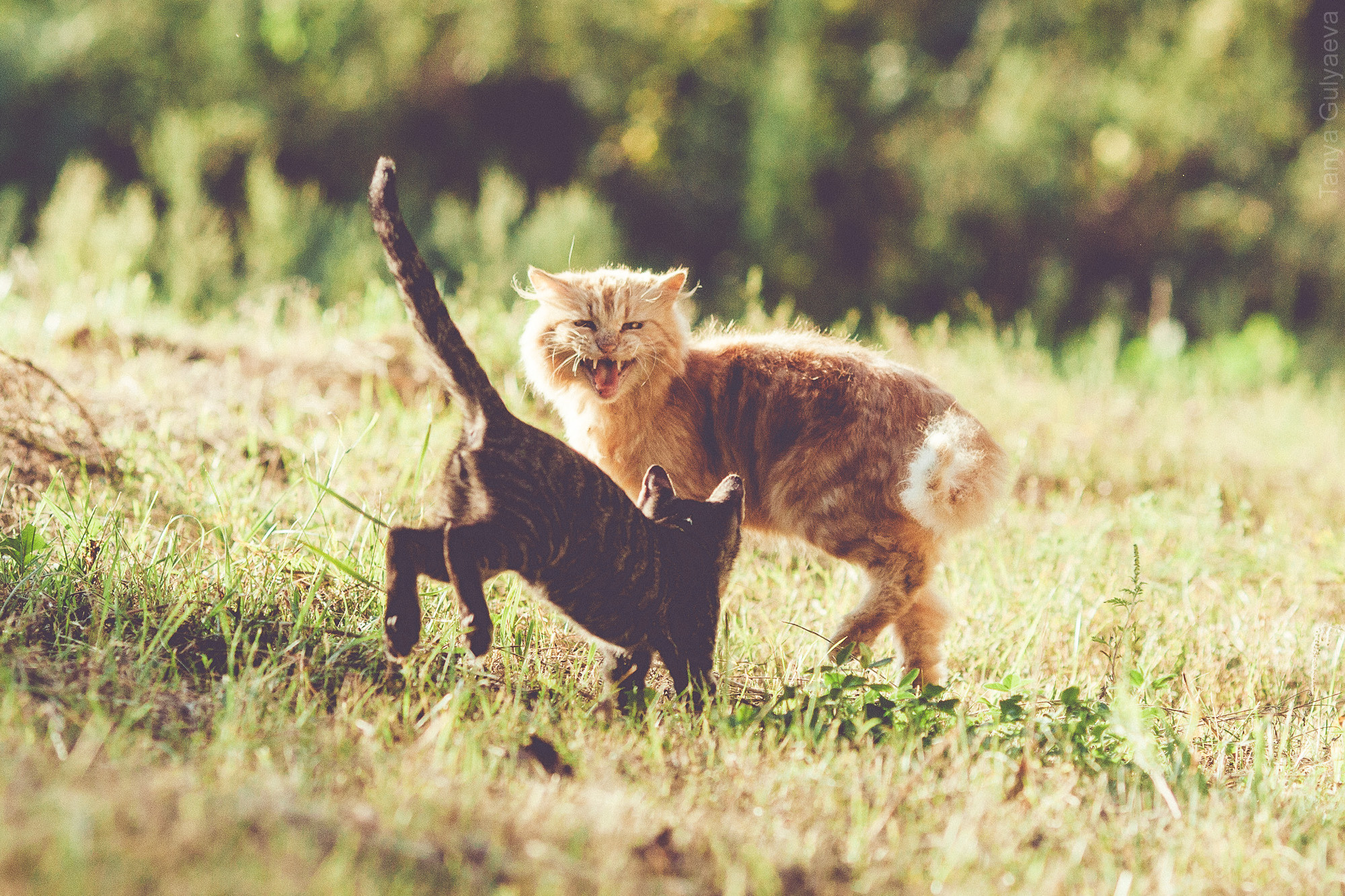 Фрагменты. Фотограф в Петербурге Татьяна Гуляева