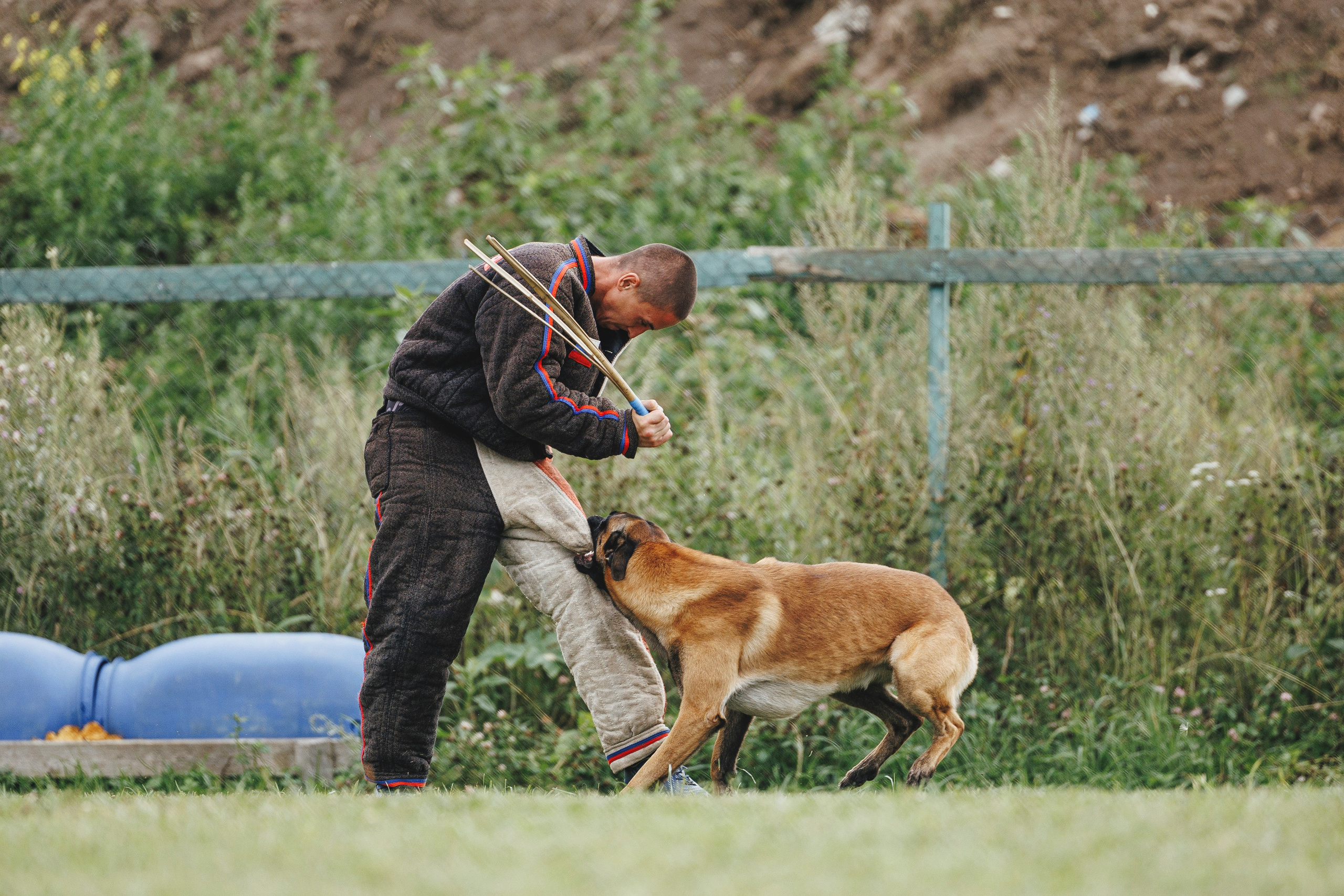 08.08.25-10.08.25 ЧР по мондьорингу г. Вологда. Фотограф-анималист Анна Маринич