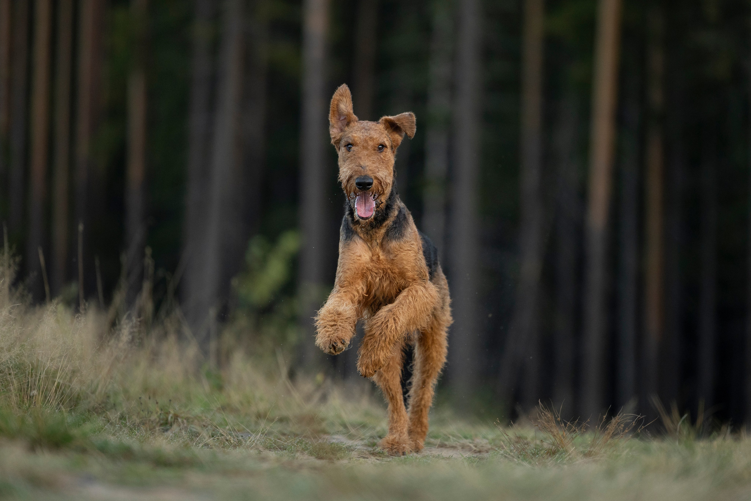 Харди. Фотограф-анималист Анна Маринич