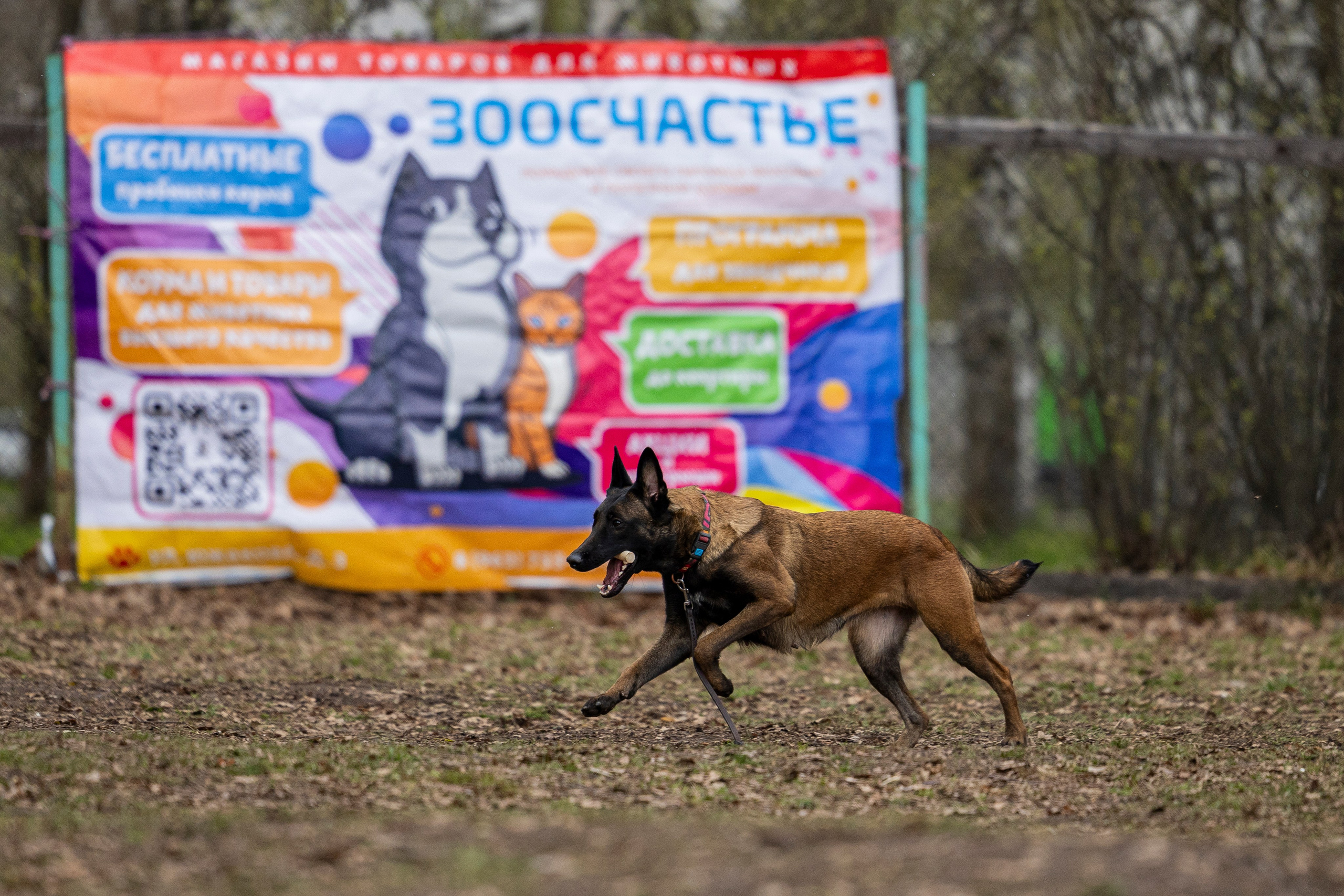 Квалификационные состязания по мондьорингу г. Вологда 11.05.24. Фотограф-анималист Анна Маринич