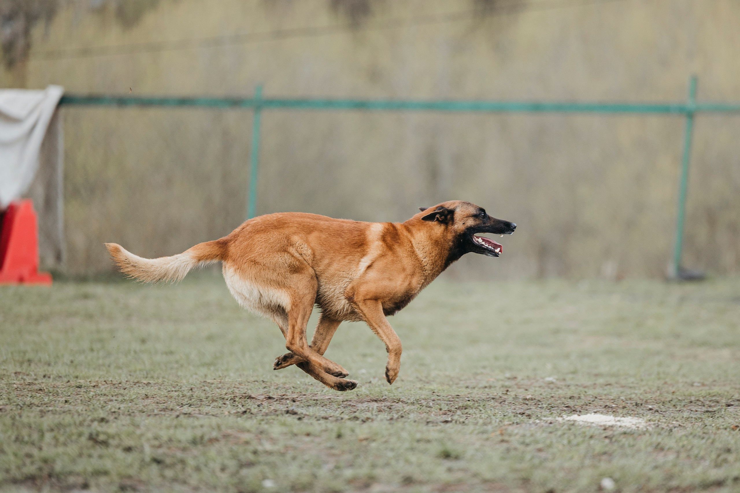 09.05.25 Вологда соревнования. Фотограф-анималист Анна Маринич