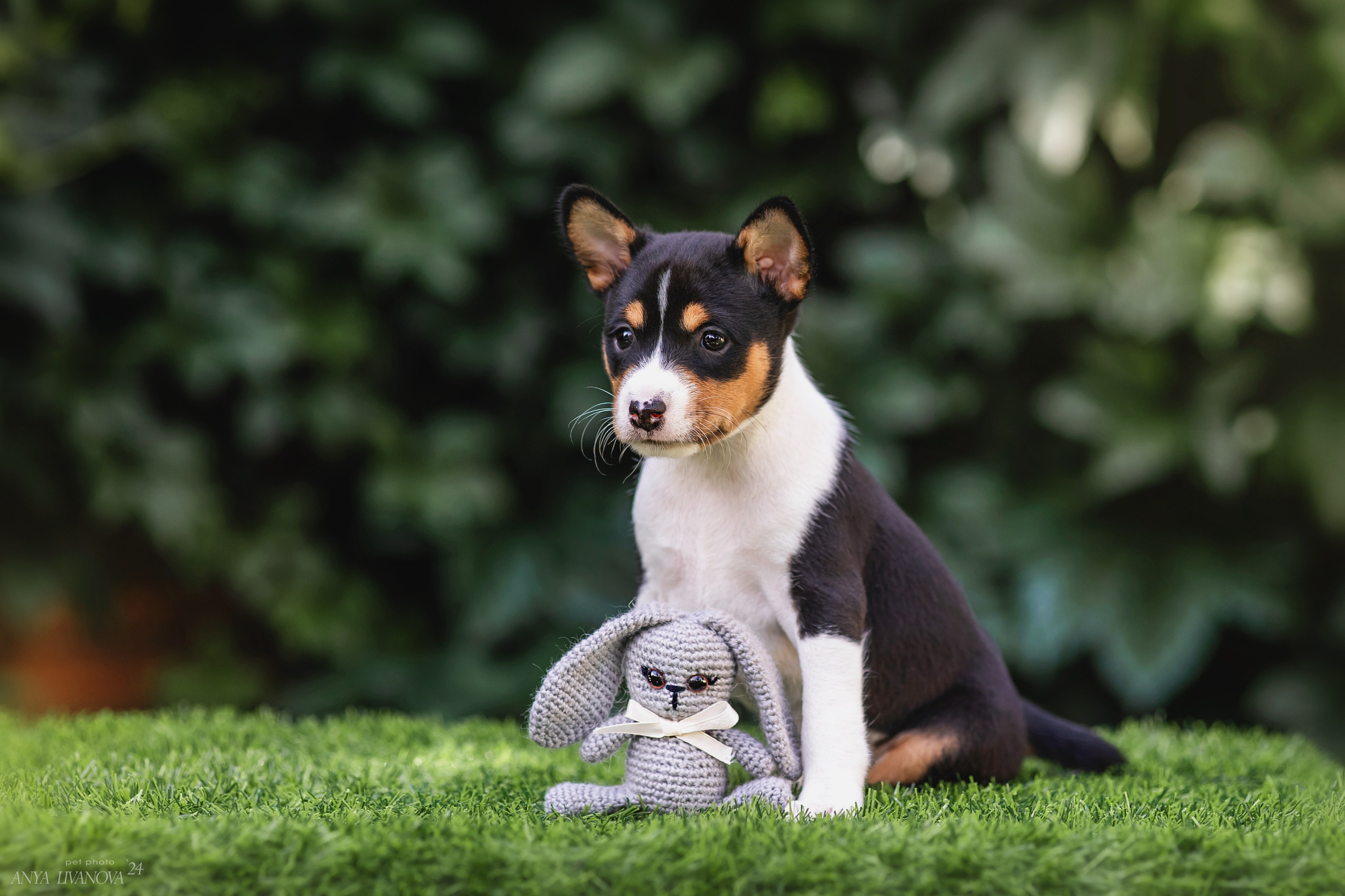Басенджи. Фотограф анималист Аня Ливанова | Рыбинск