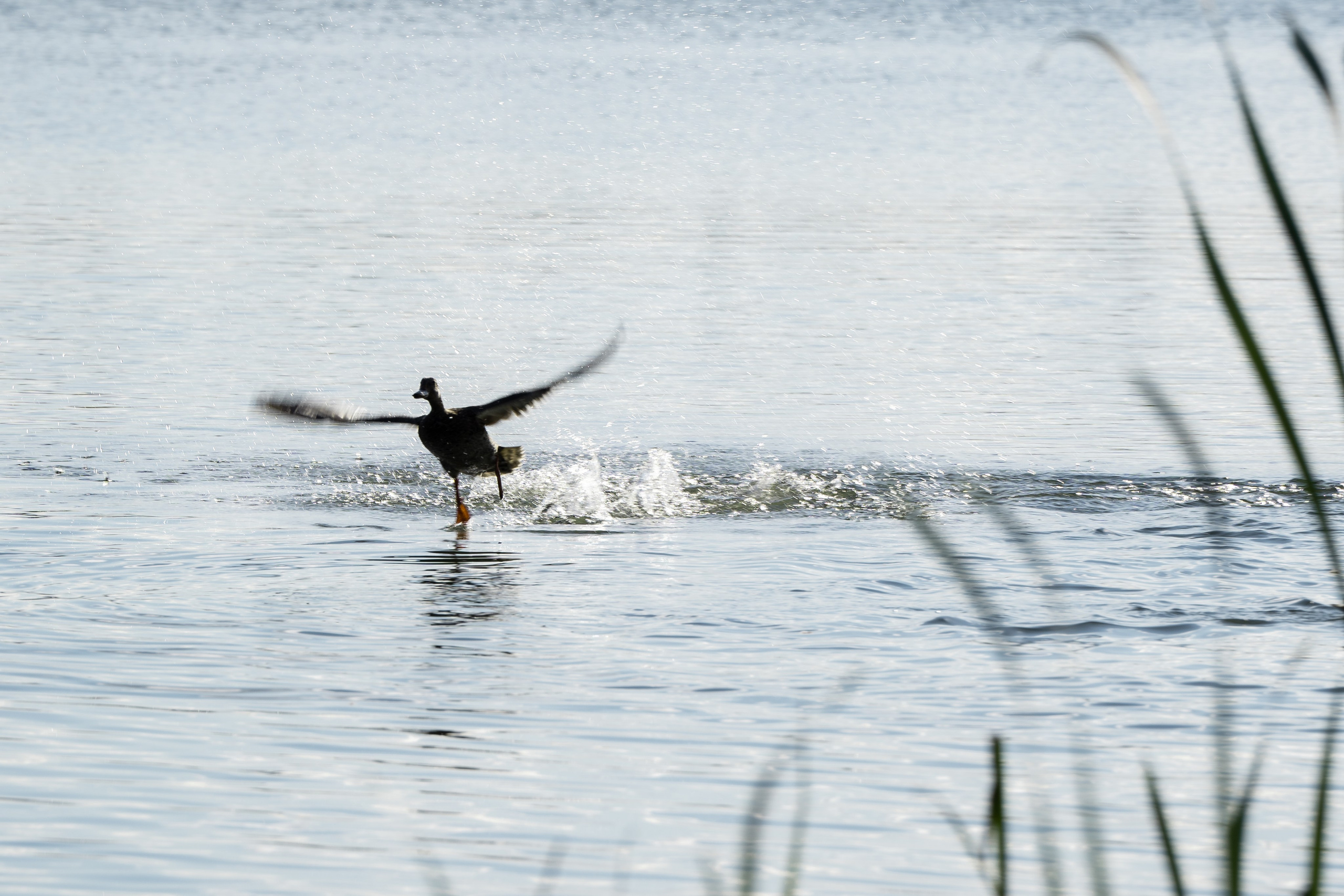 Фотосъемка животных и птиц. Интерьерный и архитектурный фотограф в Москве Панова Ольга