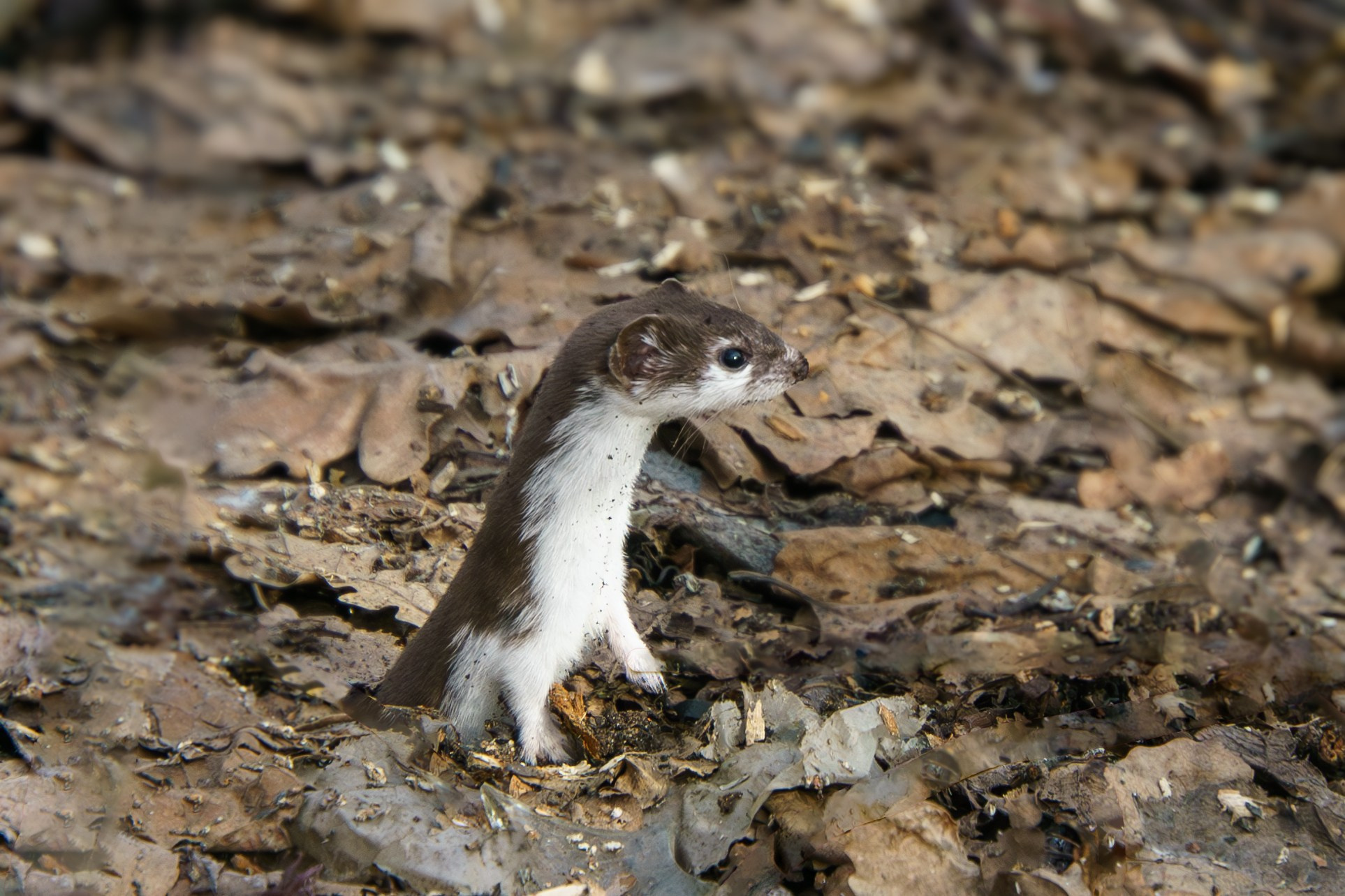 Животные. Ваш личный фотограф Марина Волкова