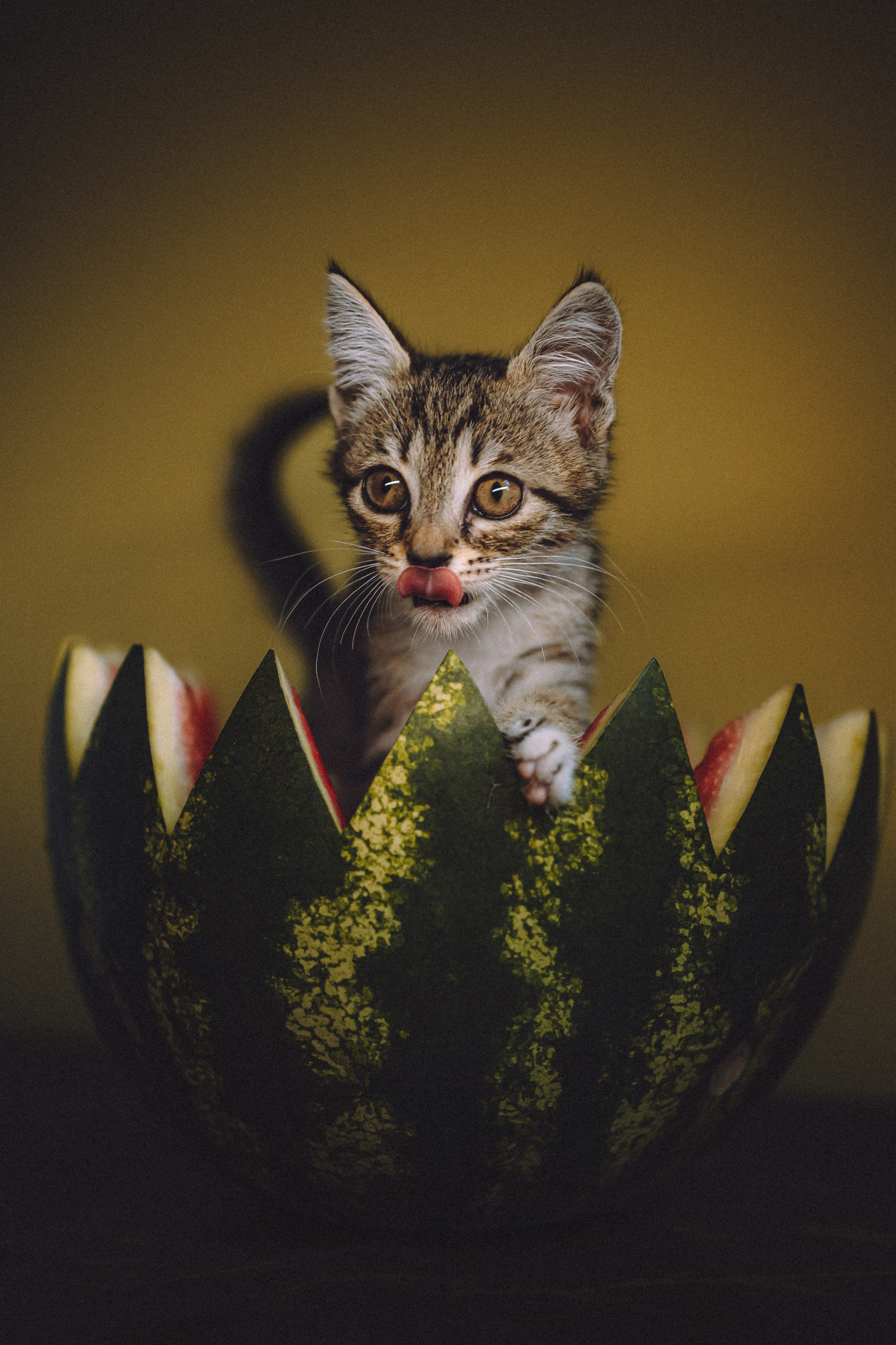 Сирена и арбуз