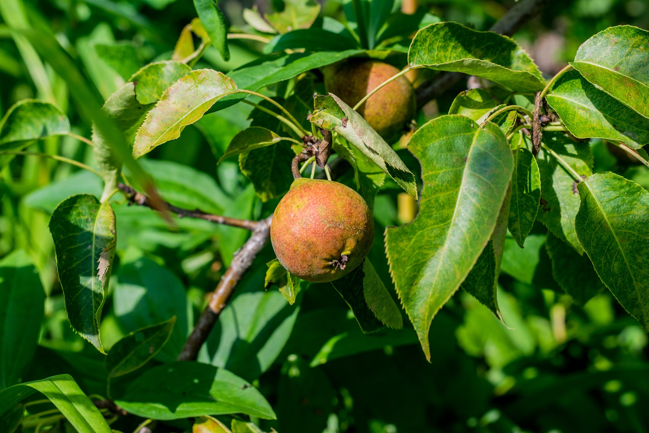 Антон Курдюмов фотограф в Хабаровске Рина Курдюмова фото27 foto27 Антон Дорофеев репортажный репортаж документалист Тони и Рина фотосоздатели Виноградники Хехцир 2024 Хабаровск виноград дикий фермер фермерство дачный сезон