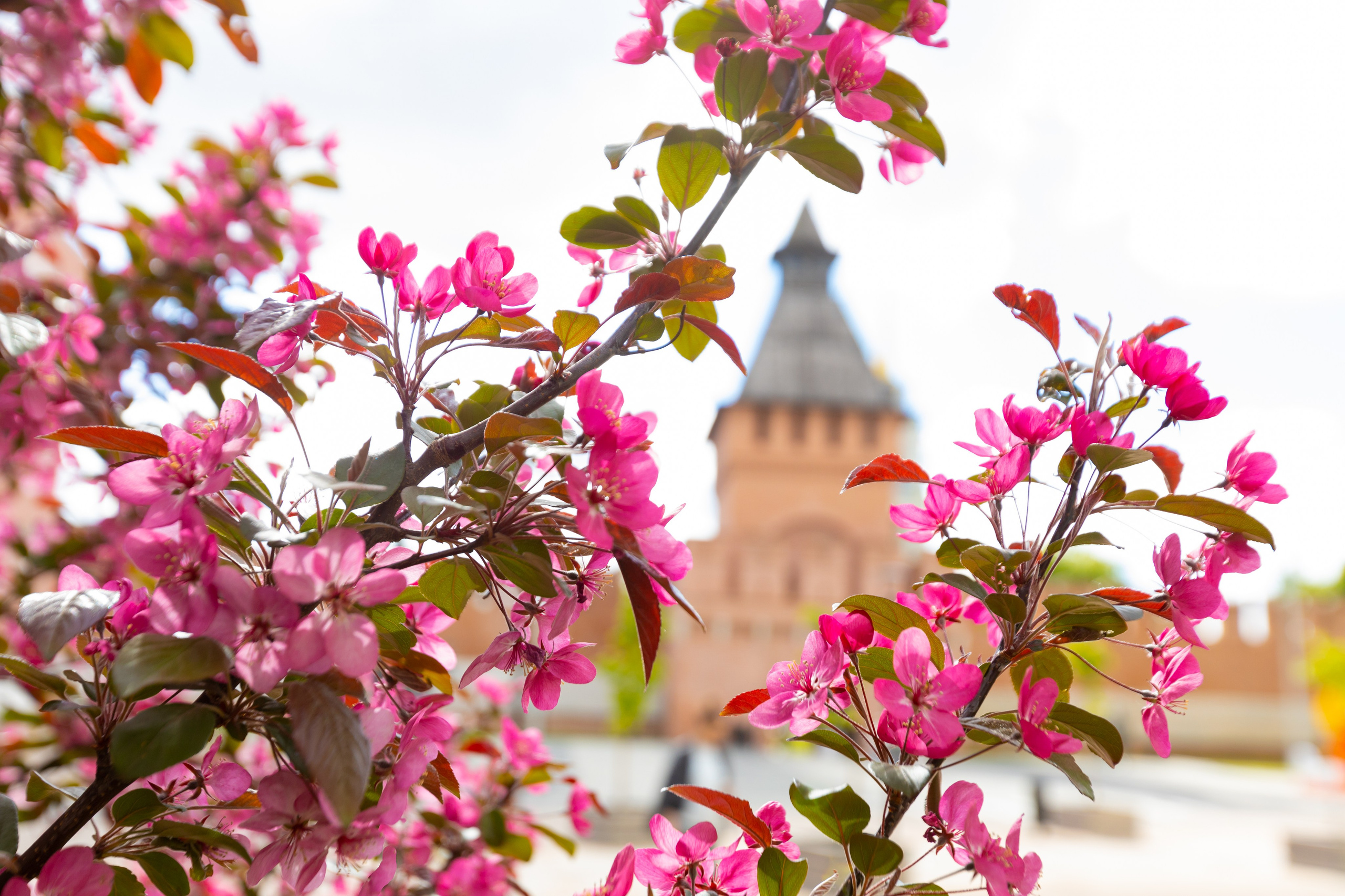 Весеннее цветение в Туле. Фотограф в Туле Крупский АнДРей. Фотостудия «КАДР71» в Туле