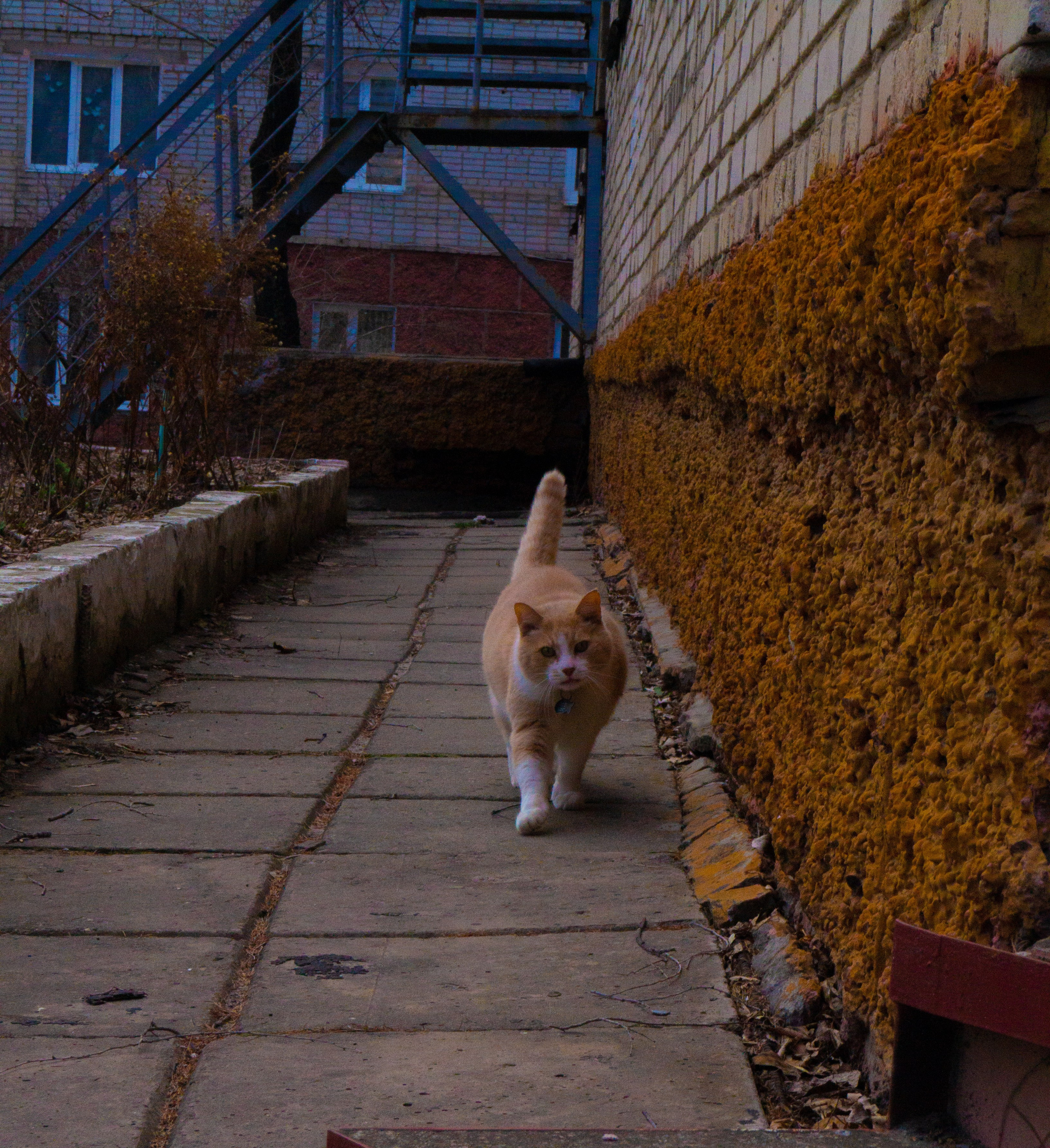 дачи, город, архитектура, стрит, репортажная фотография, фотография, Хабаровск, фотосессия, фотограф, дом, новостройка, улицы, жизнь города, town, art, photo, photographer, photo, Khabarovsk, Far East, street photo