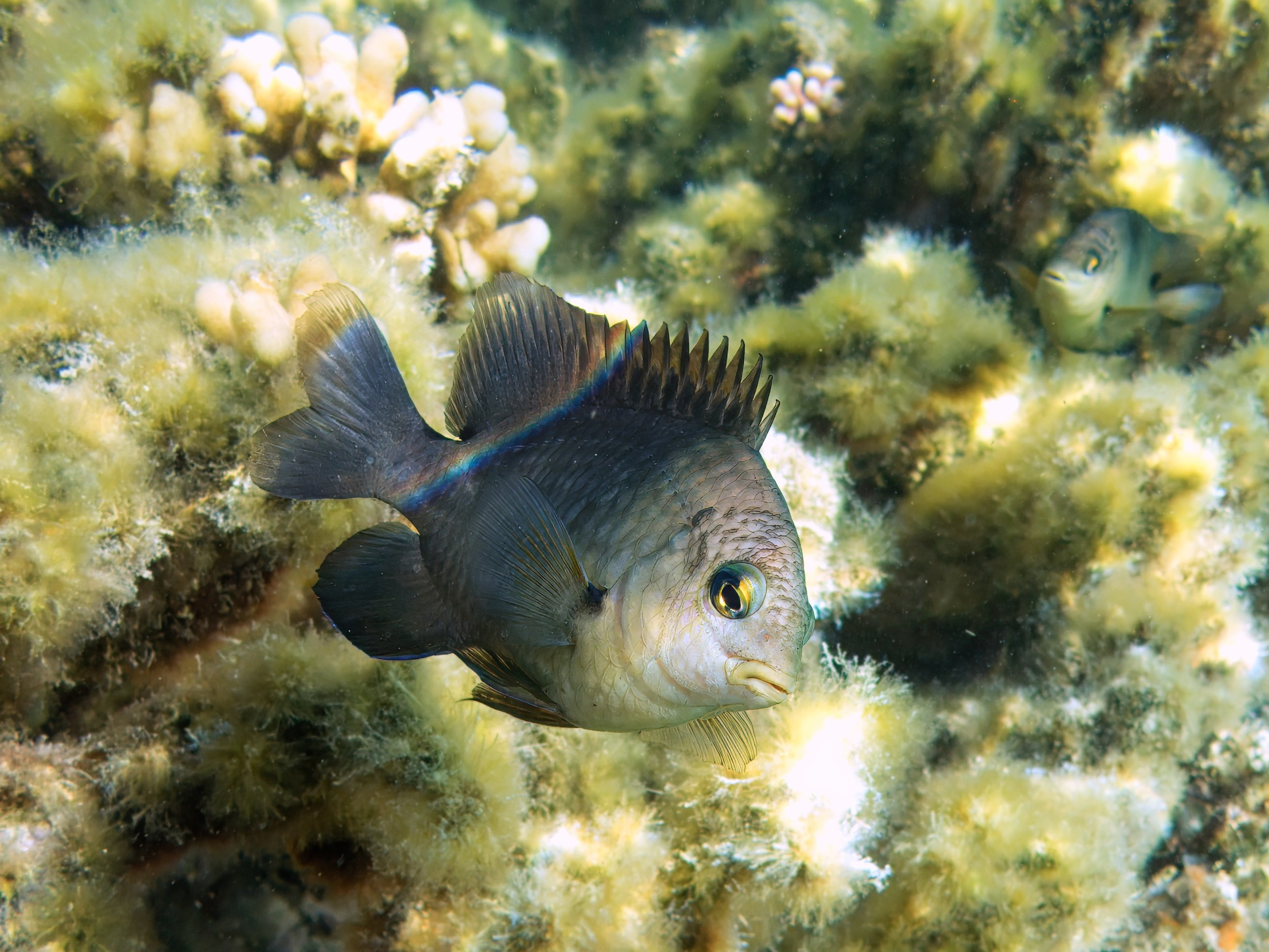 Рыбов показываю